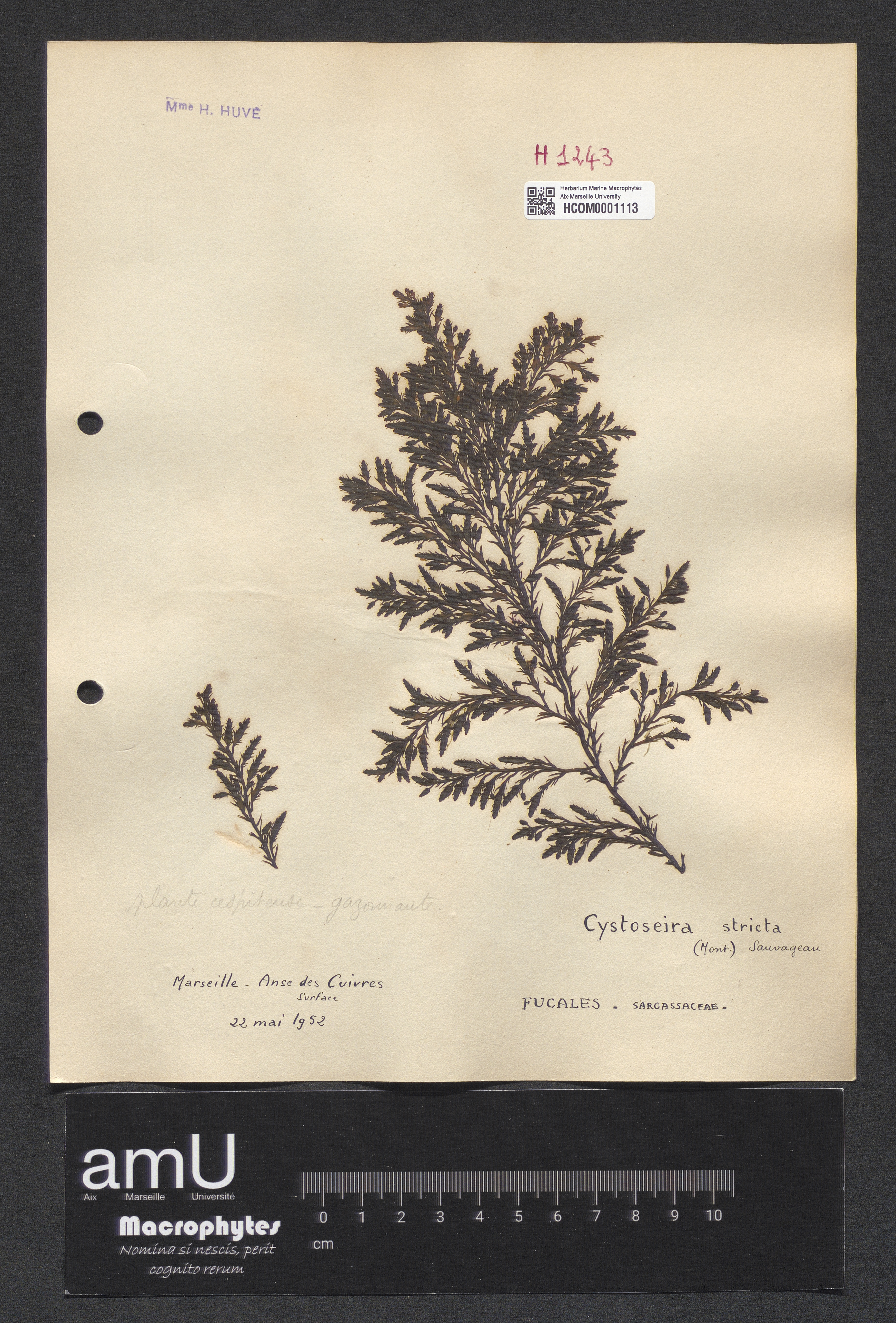 Cystoseira stricta specimen