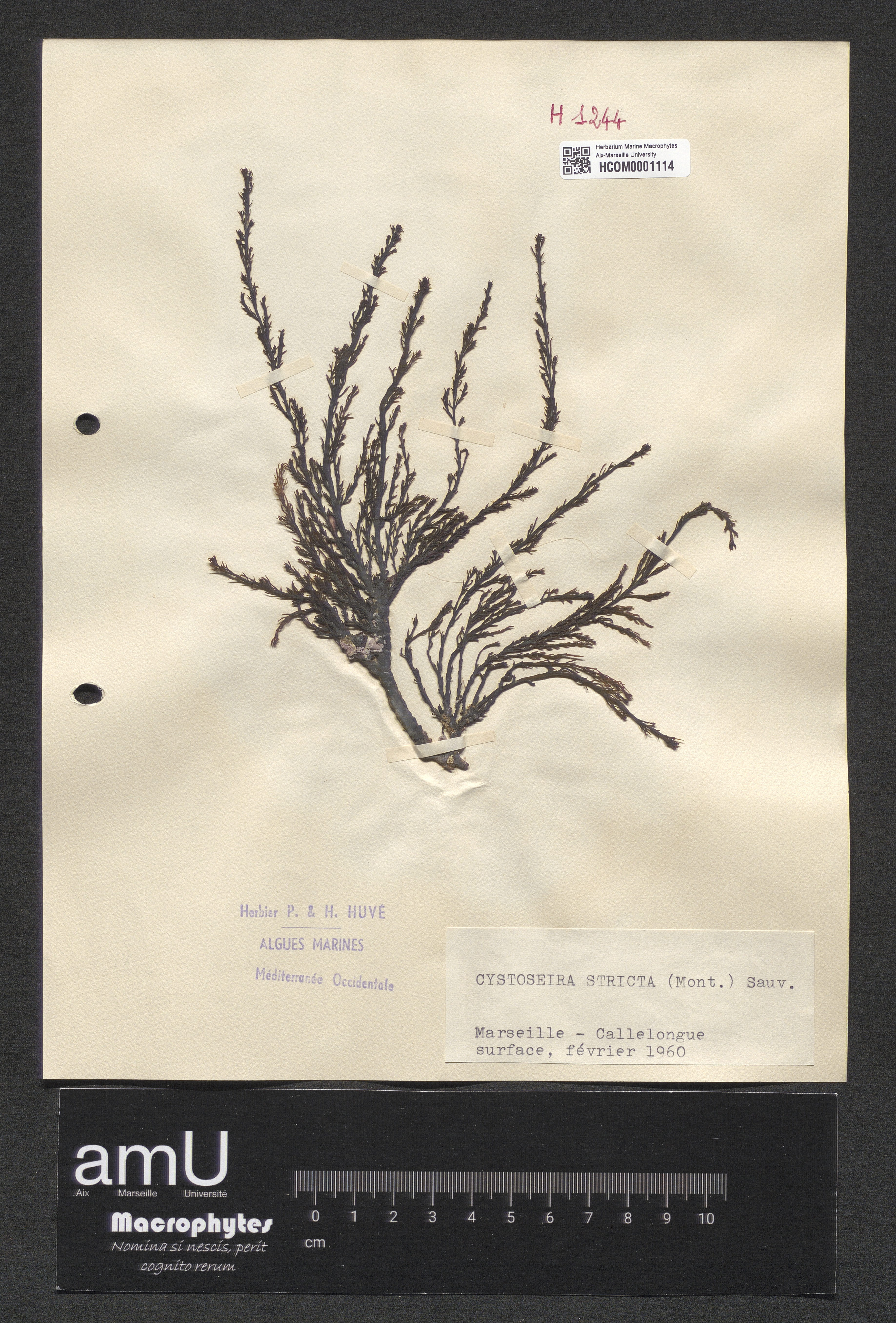 Cystoseira stricta specimen