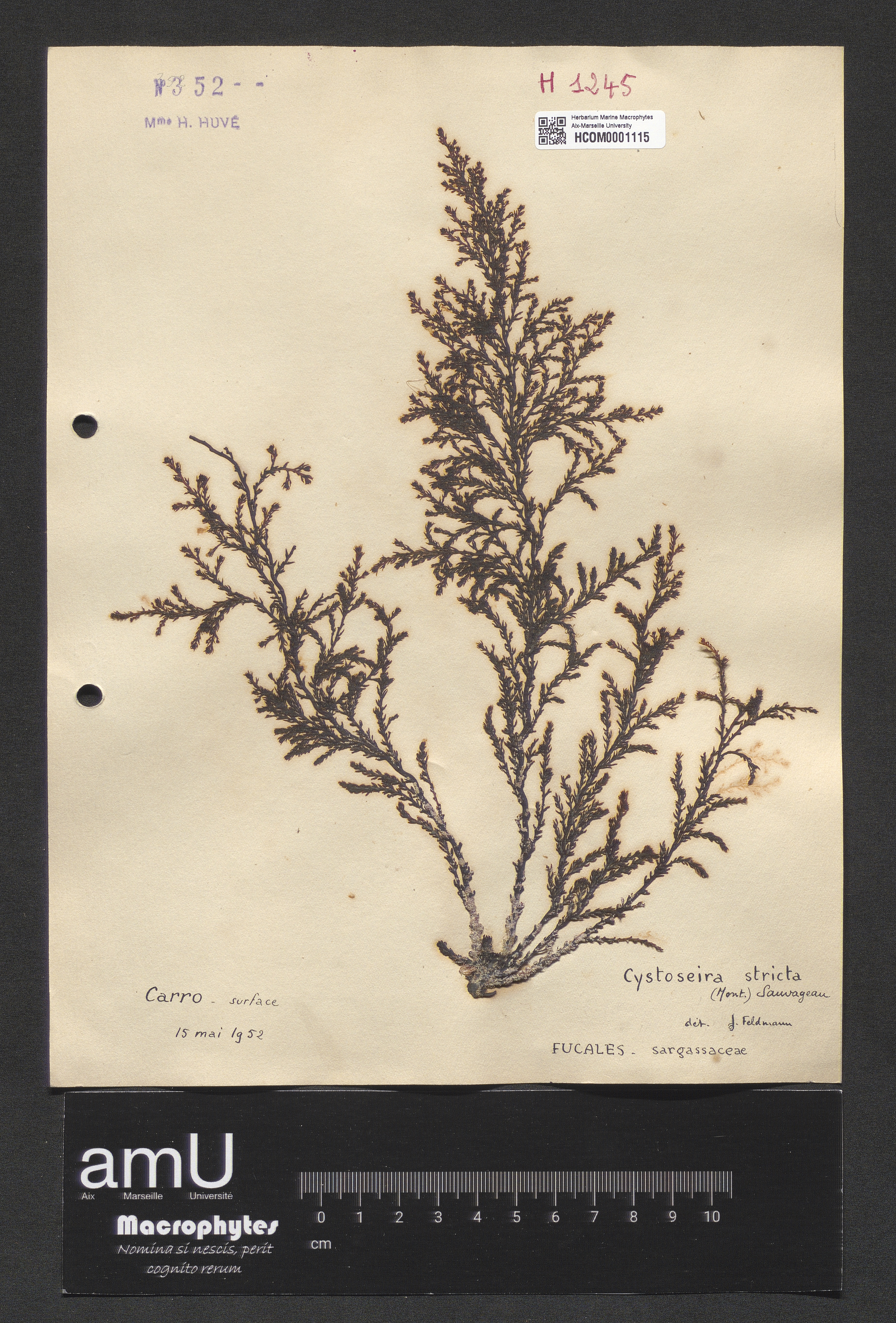 Cystoseira stricta specimen