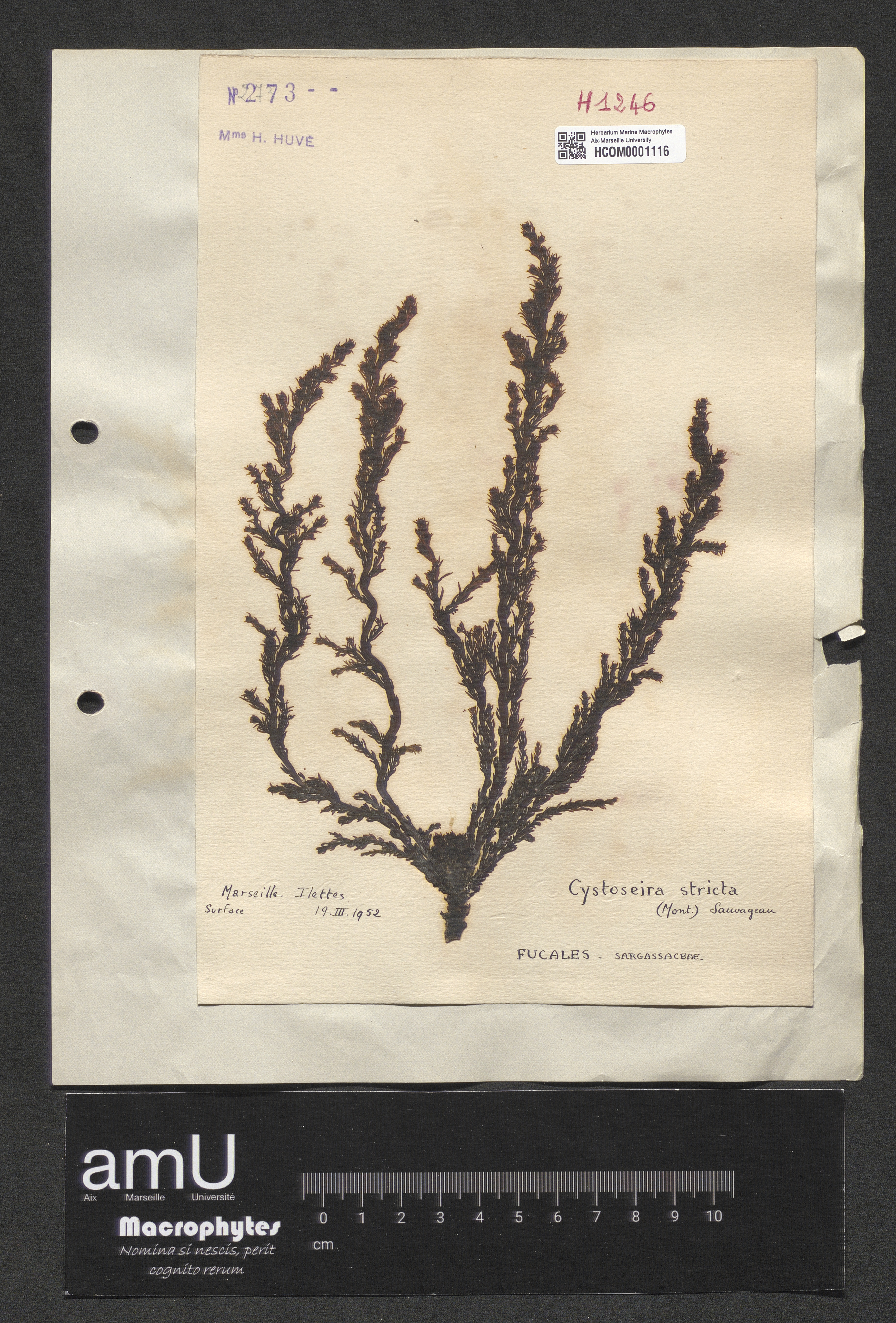 Cystoseira stricta specimen