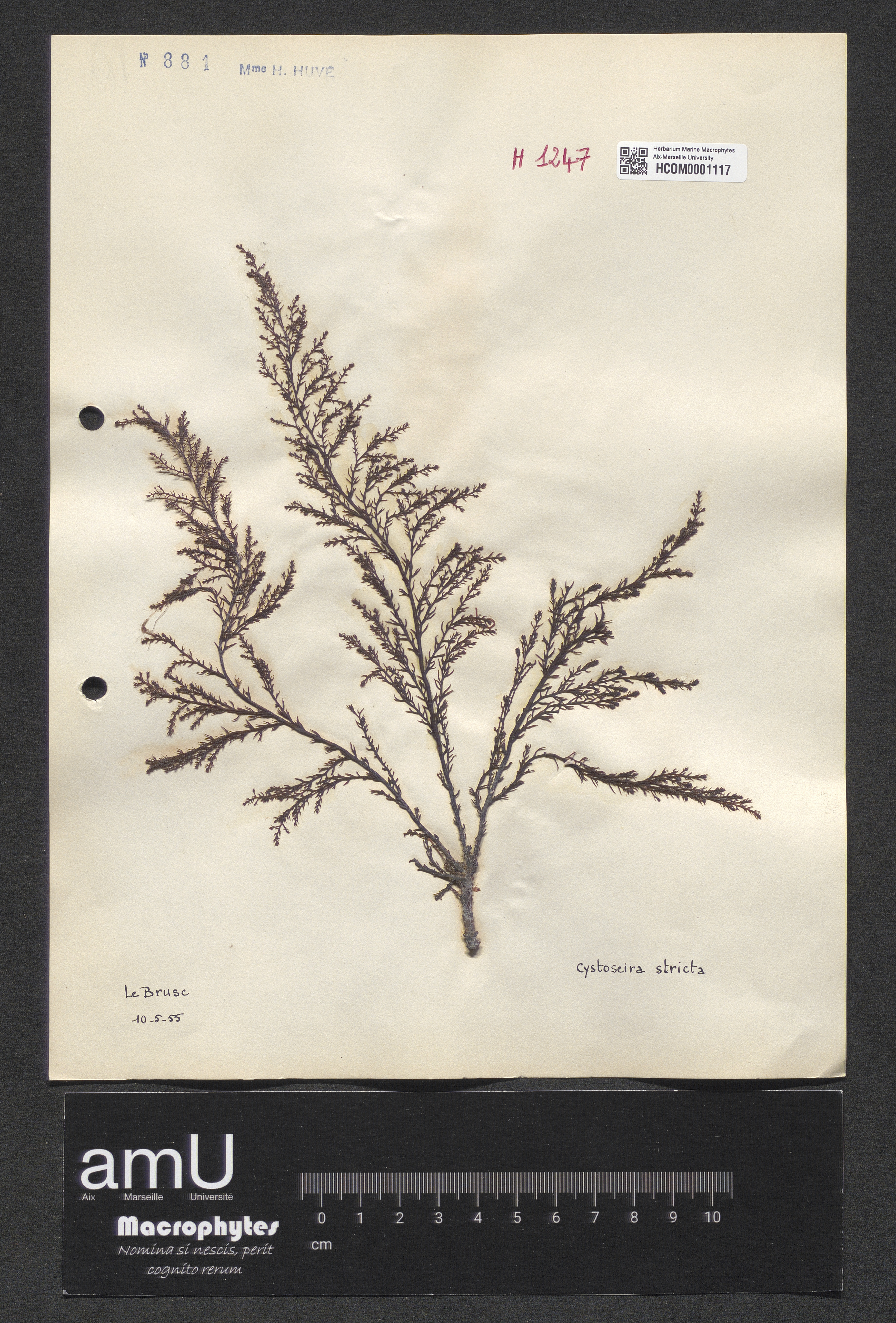 Cystoseira stricta specimen