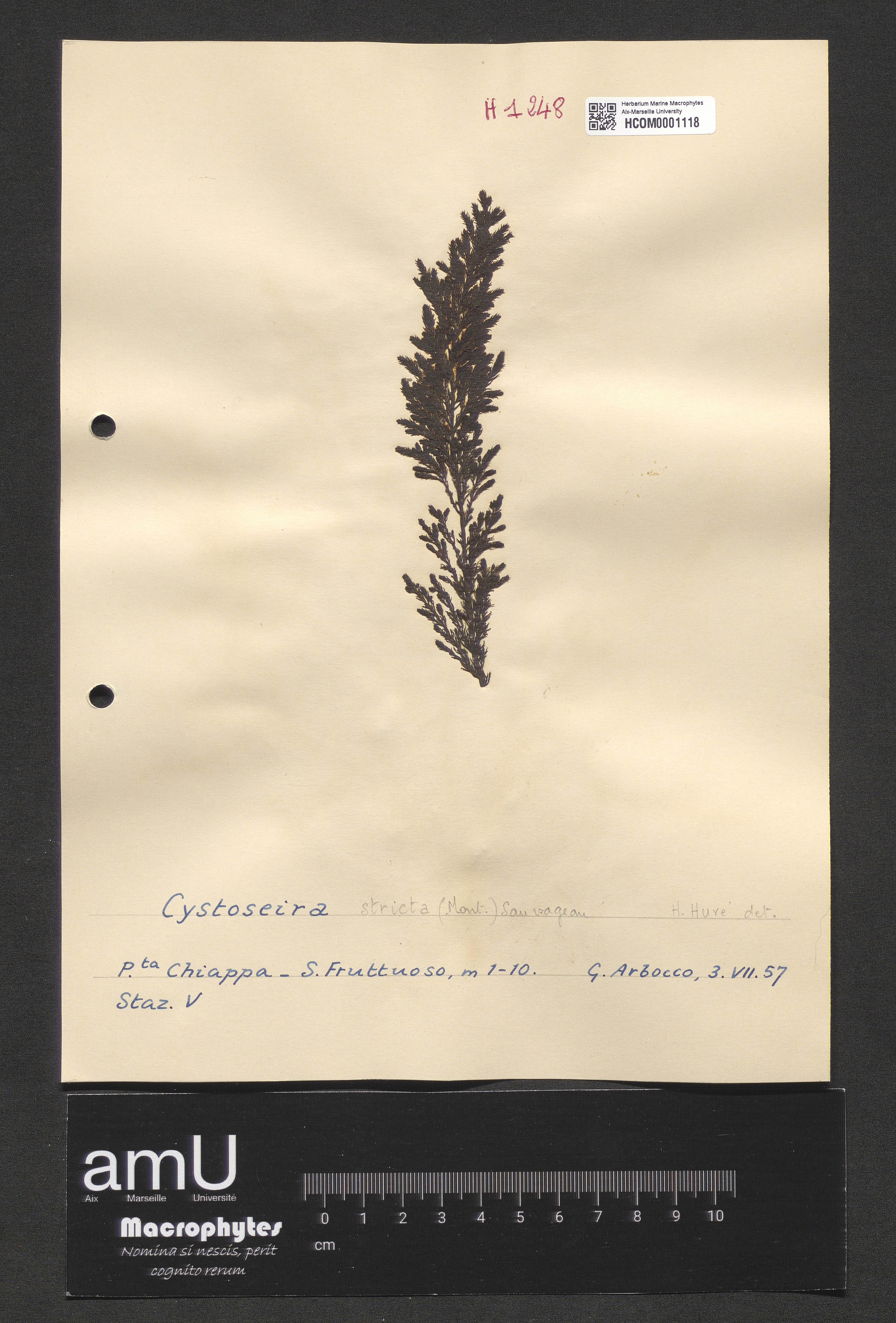 Cystoseira stricta specimen