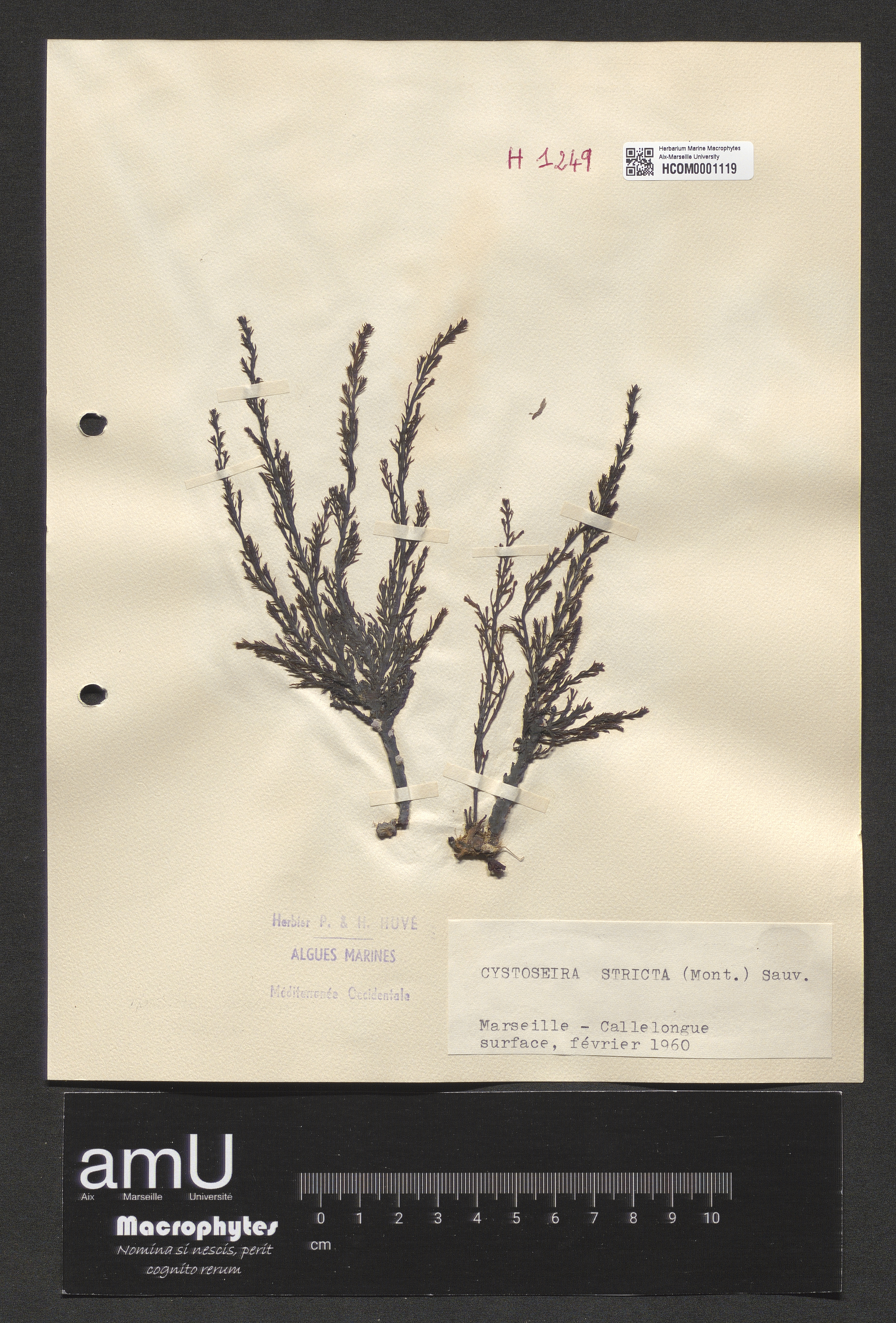 Cystoseira stricta specimen