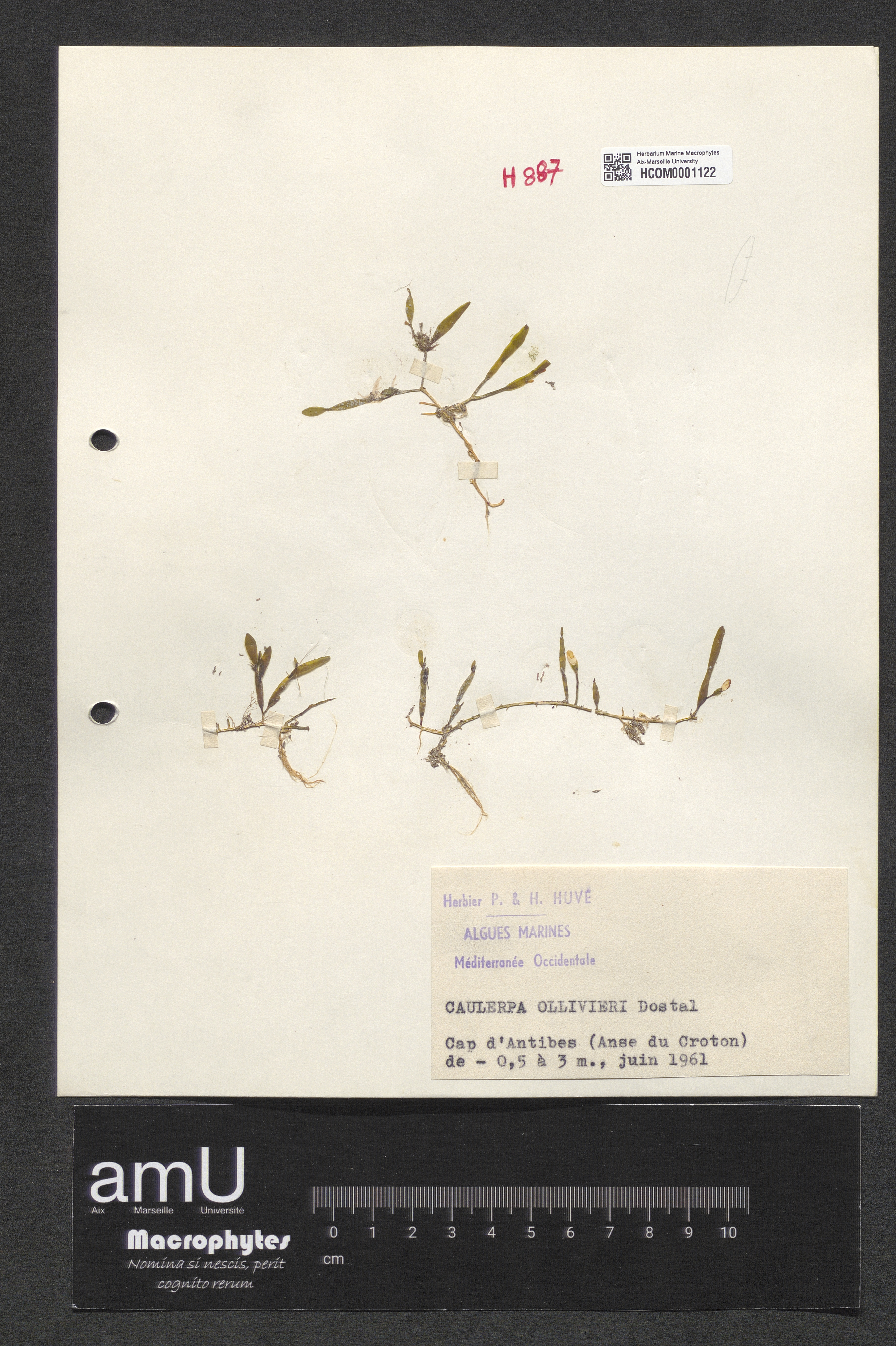 Caulerpa ollivieri specimen
