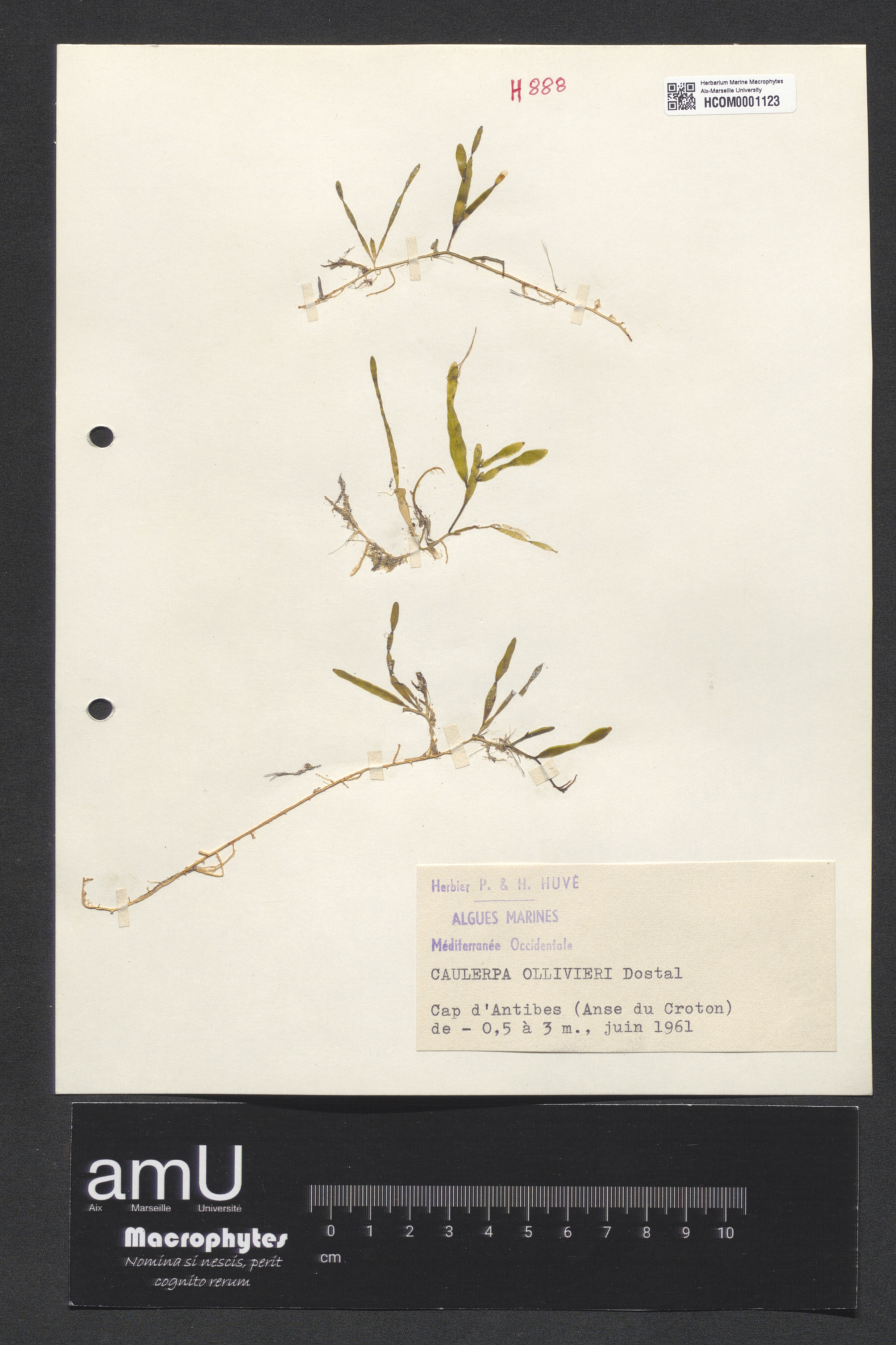 Caulerpa ollivieri specimen