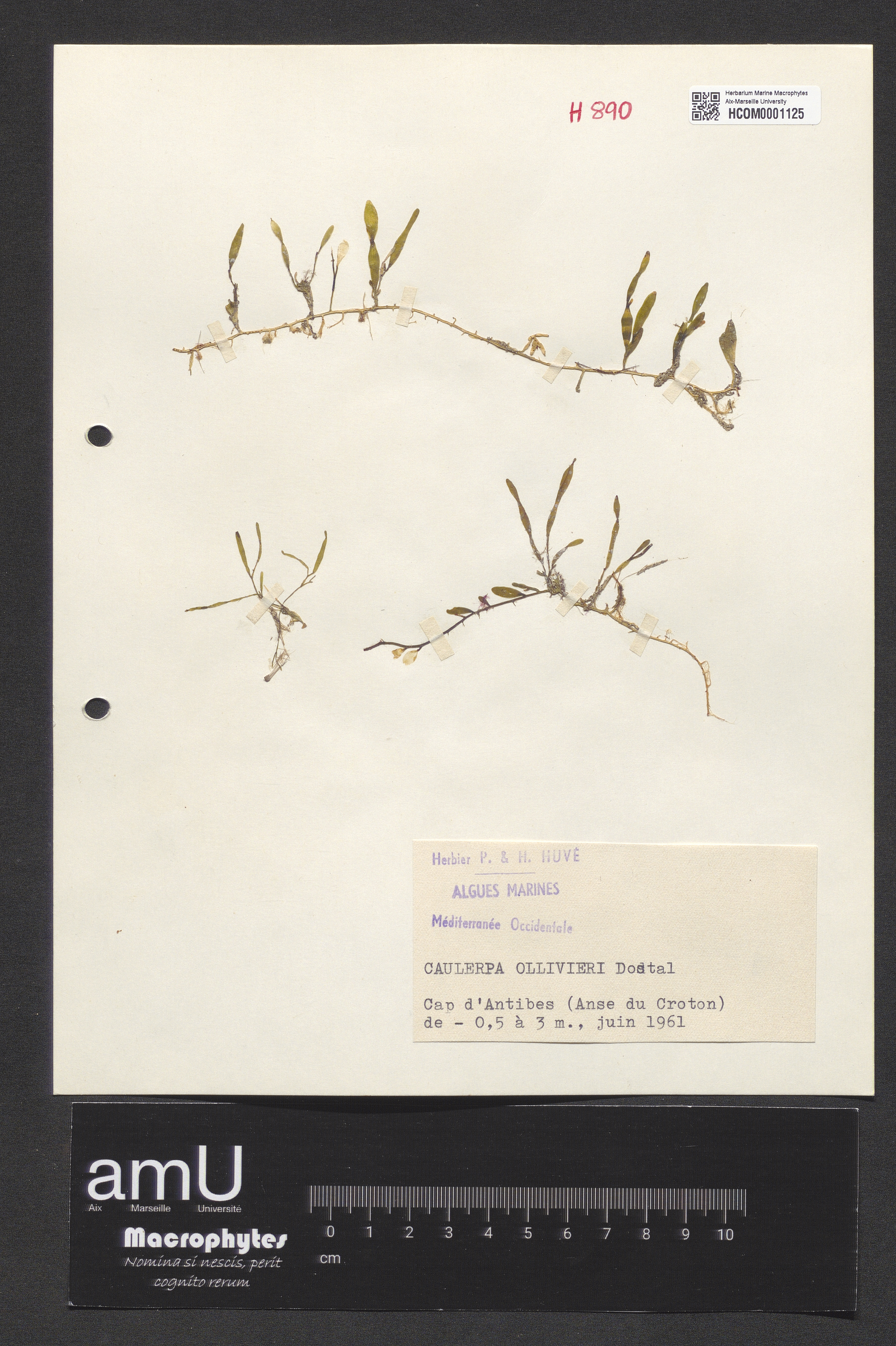 Caulerpa ollivieri specimen