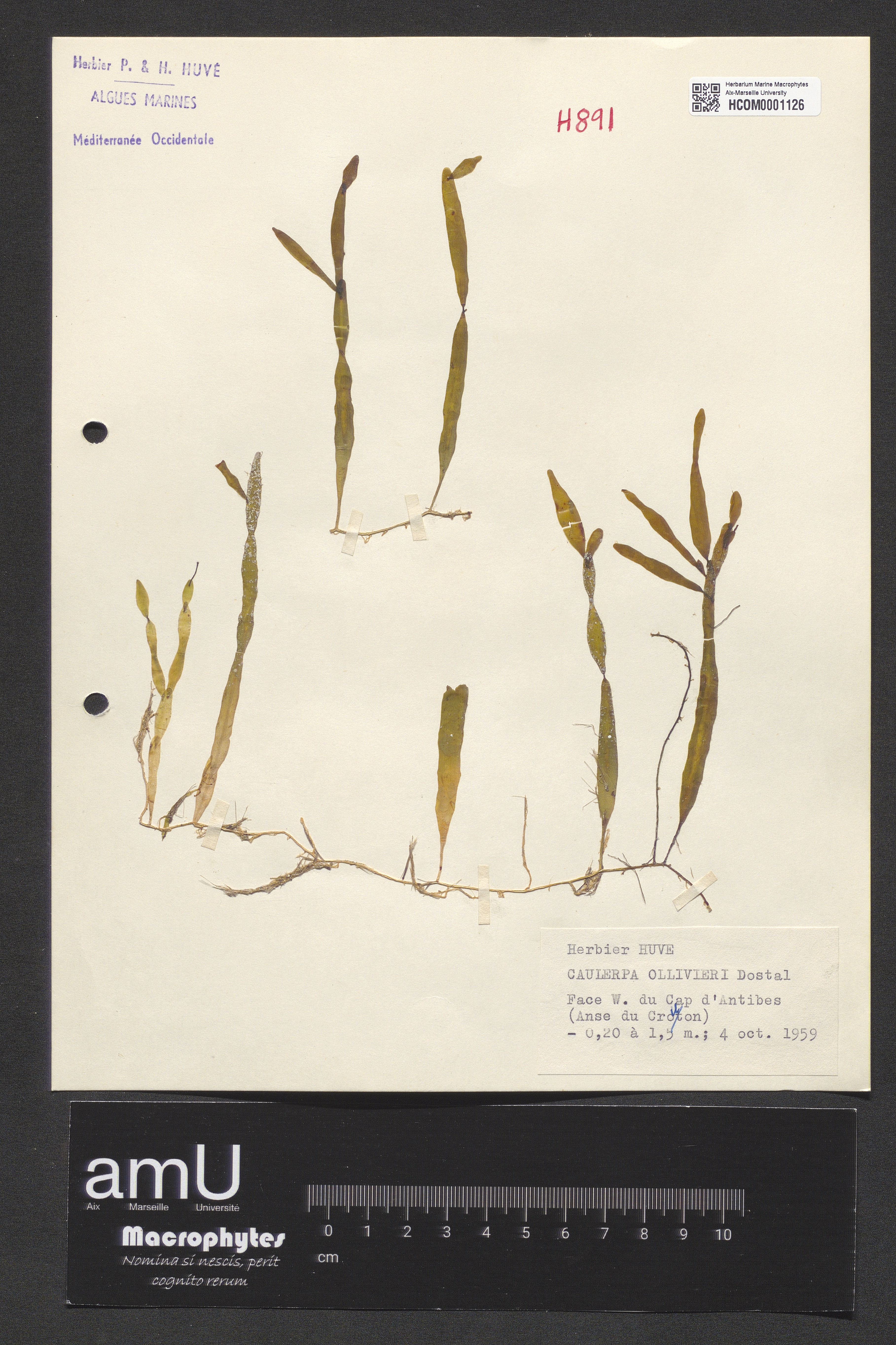 Caulerpa ollivieri specimen