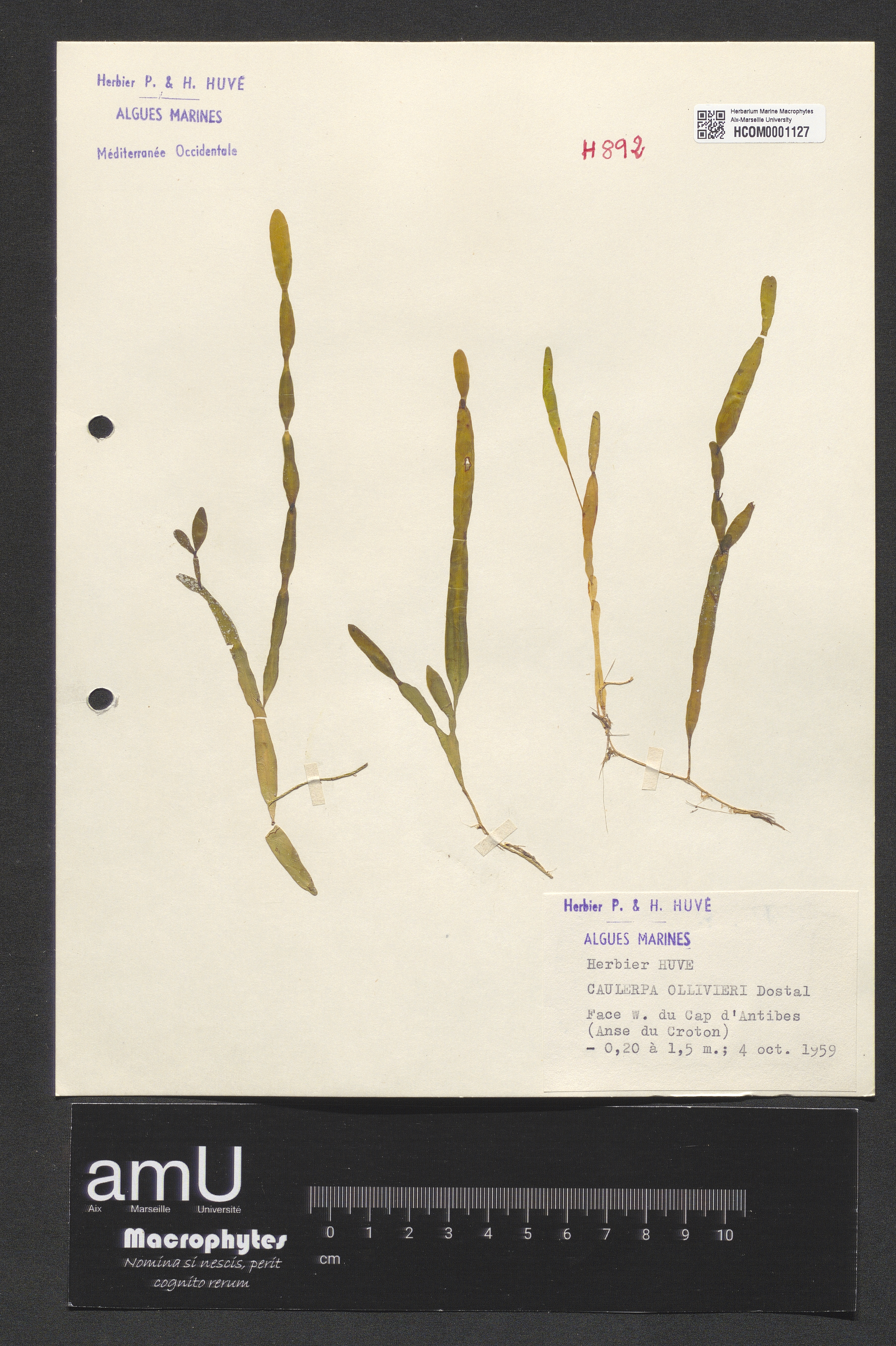 Caulerpa ollivieri specimen