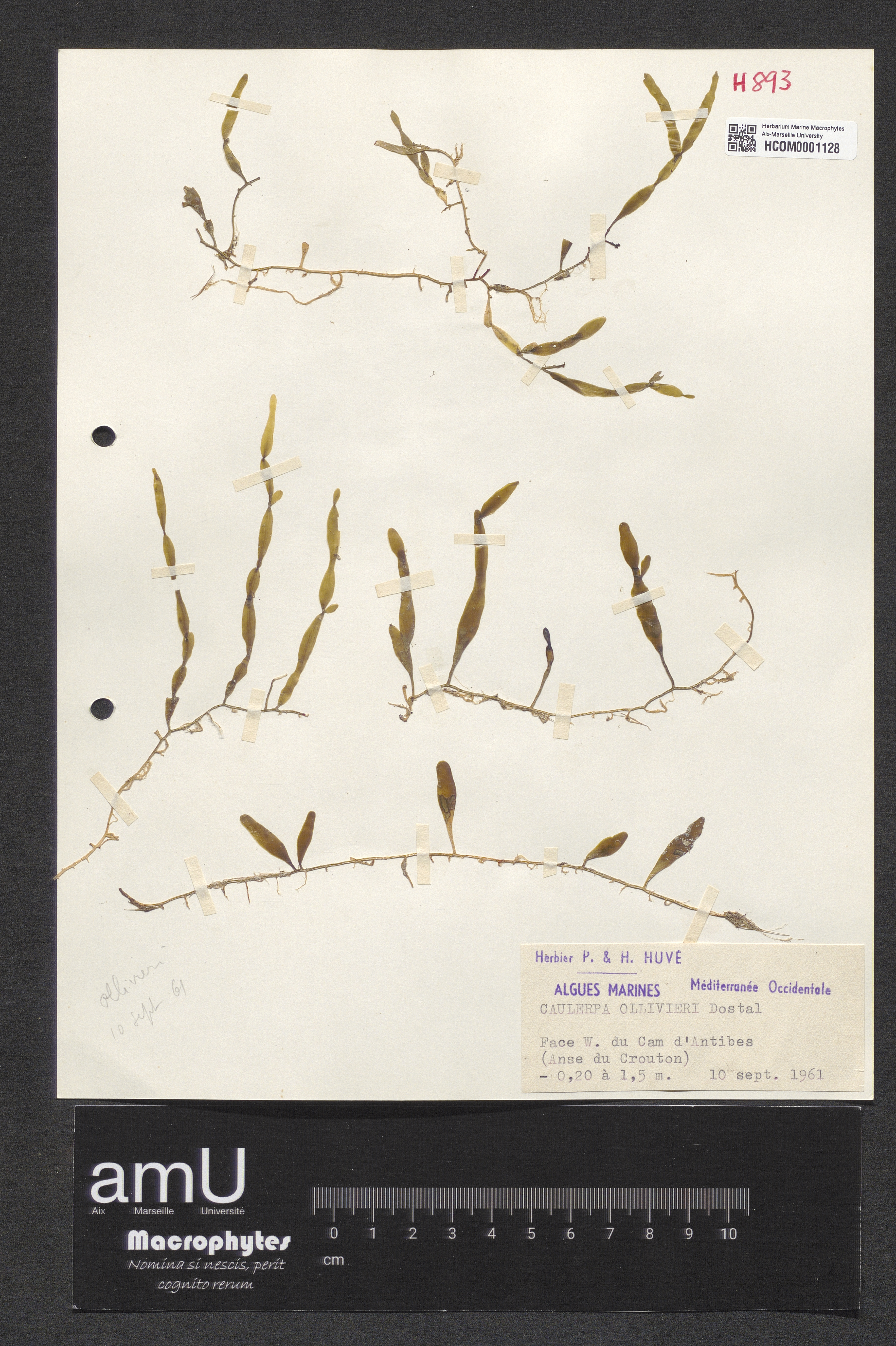 Caulerpa ollivieri specimen