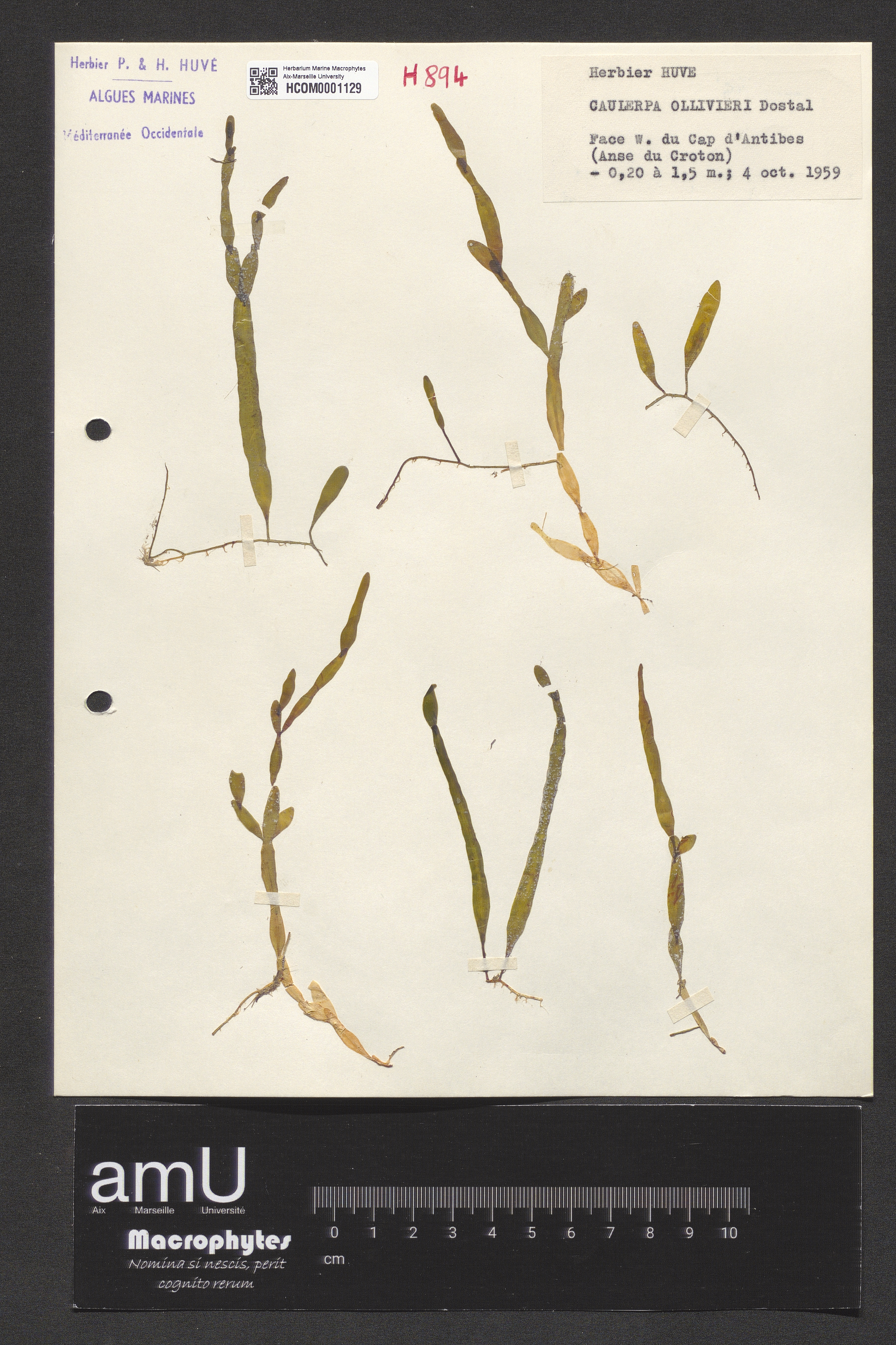 Caulerpa ollivieri specimen