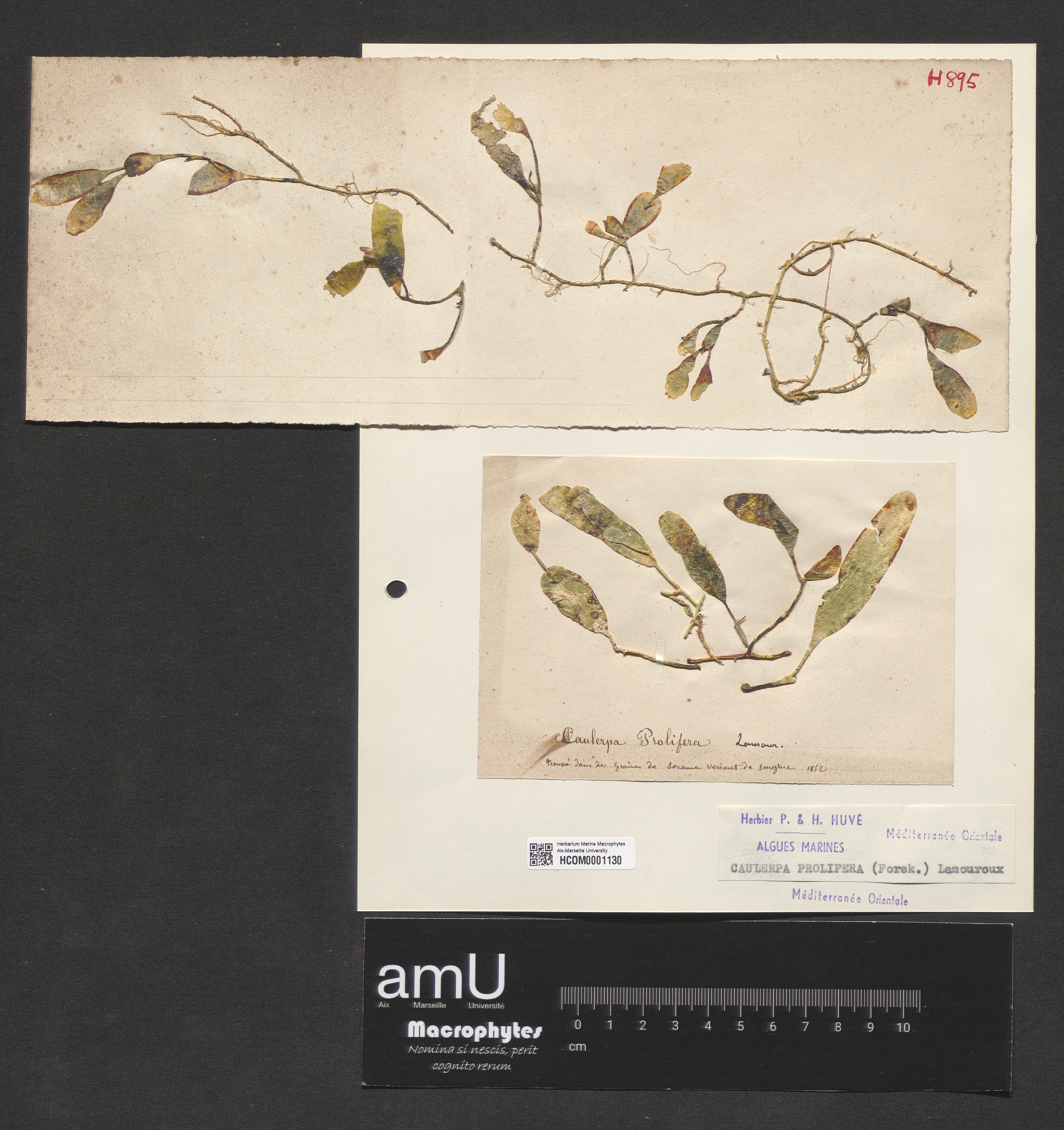 Caulerpa prolifera specimen