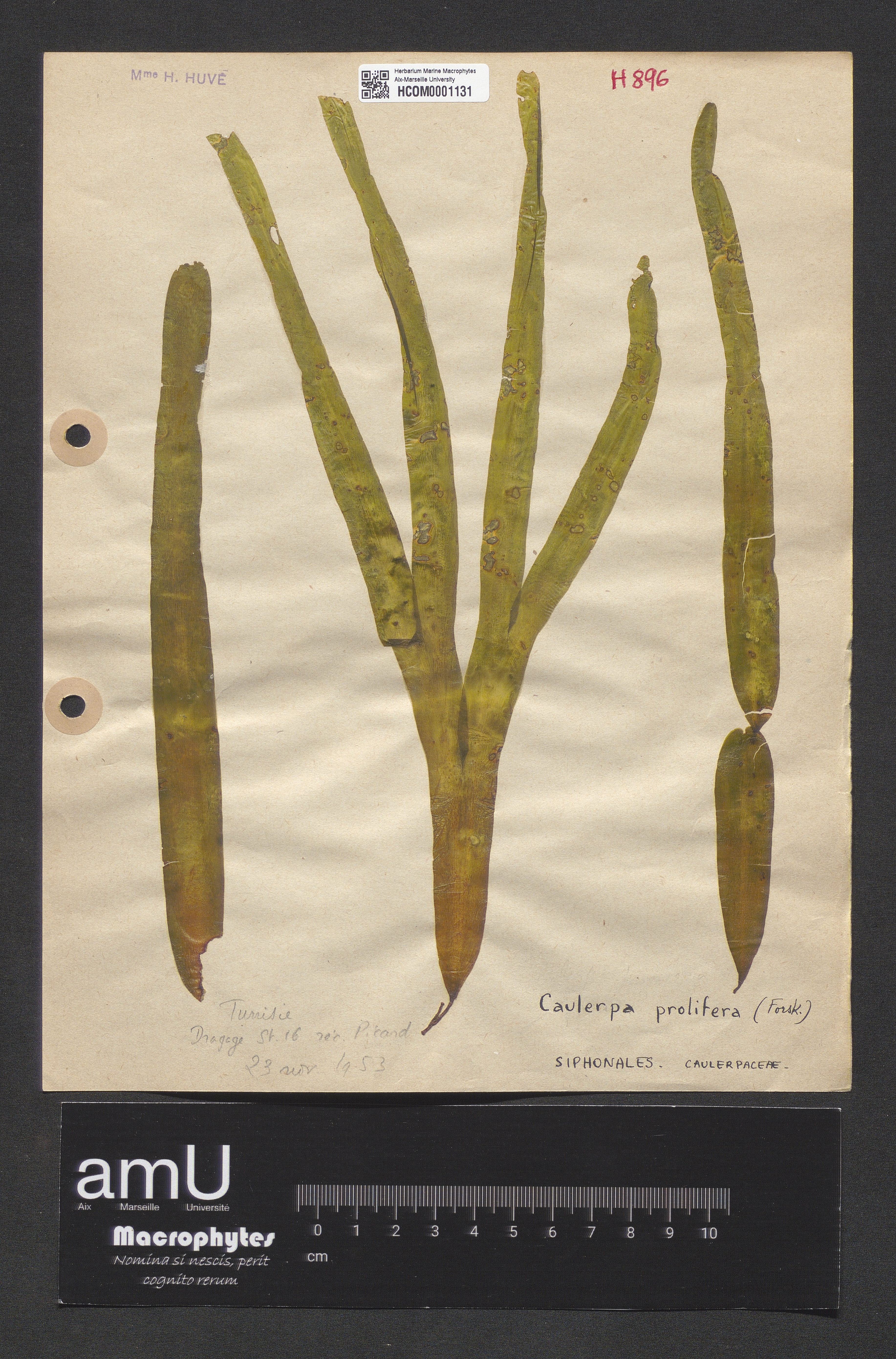 Caulerpa prolifera specimen