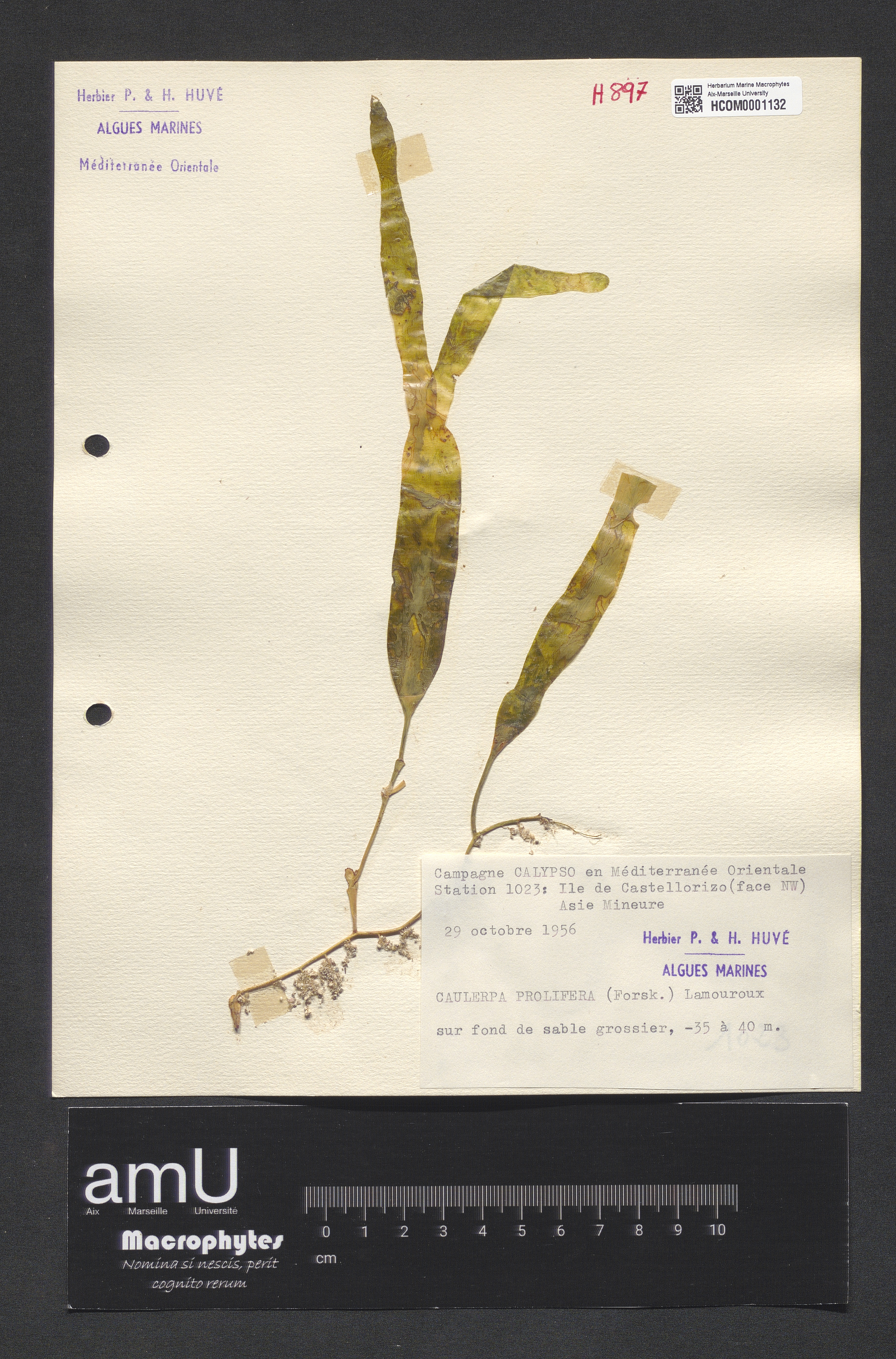 Caulerpa prolifera specimen