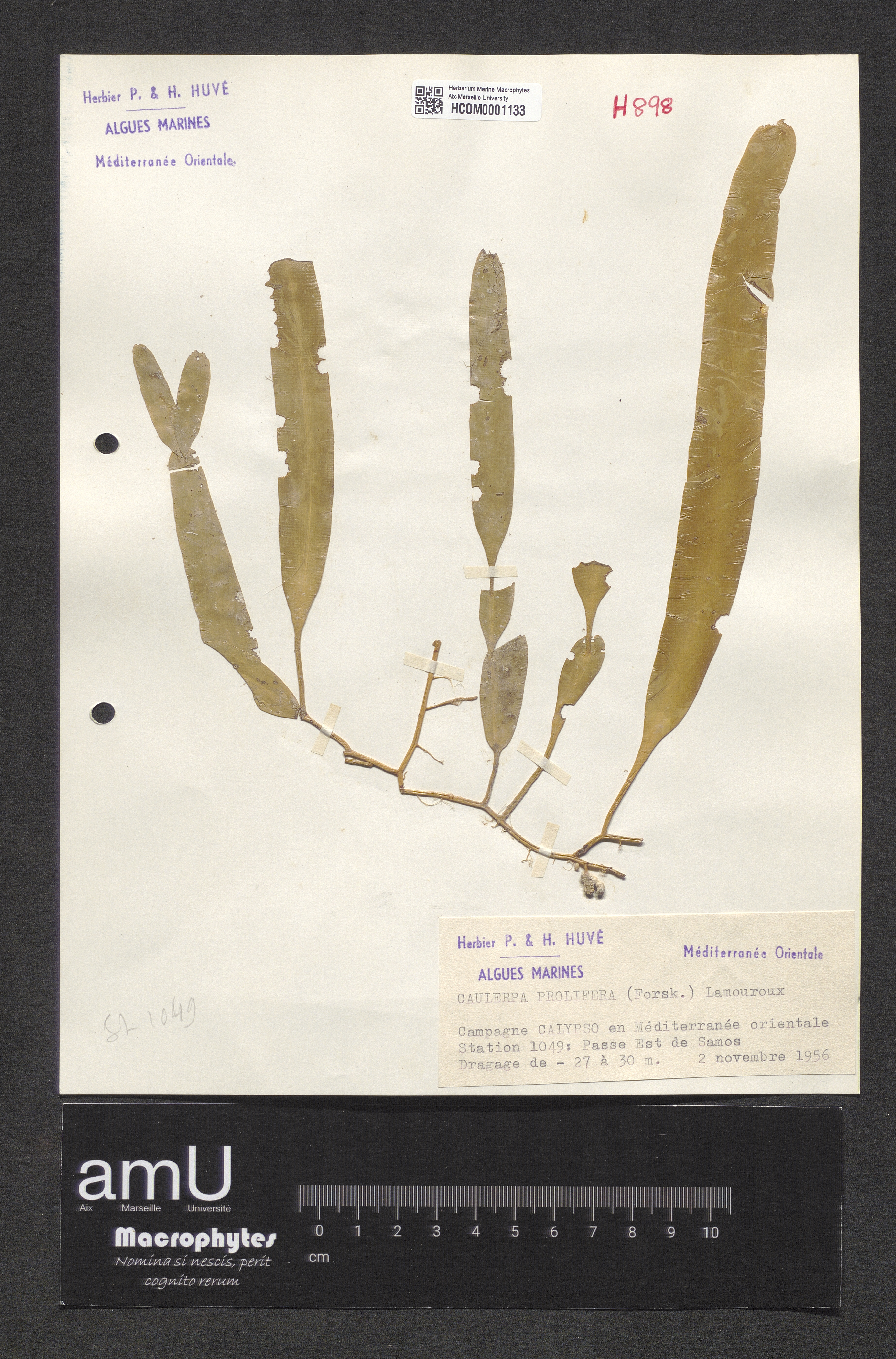 Caulerpa prolifera specimen