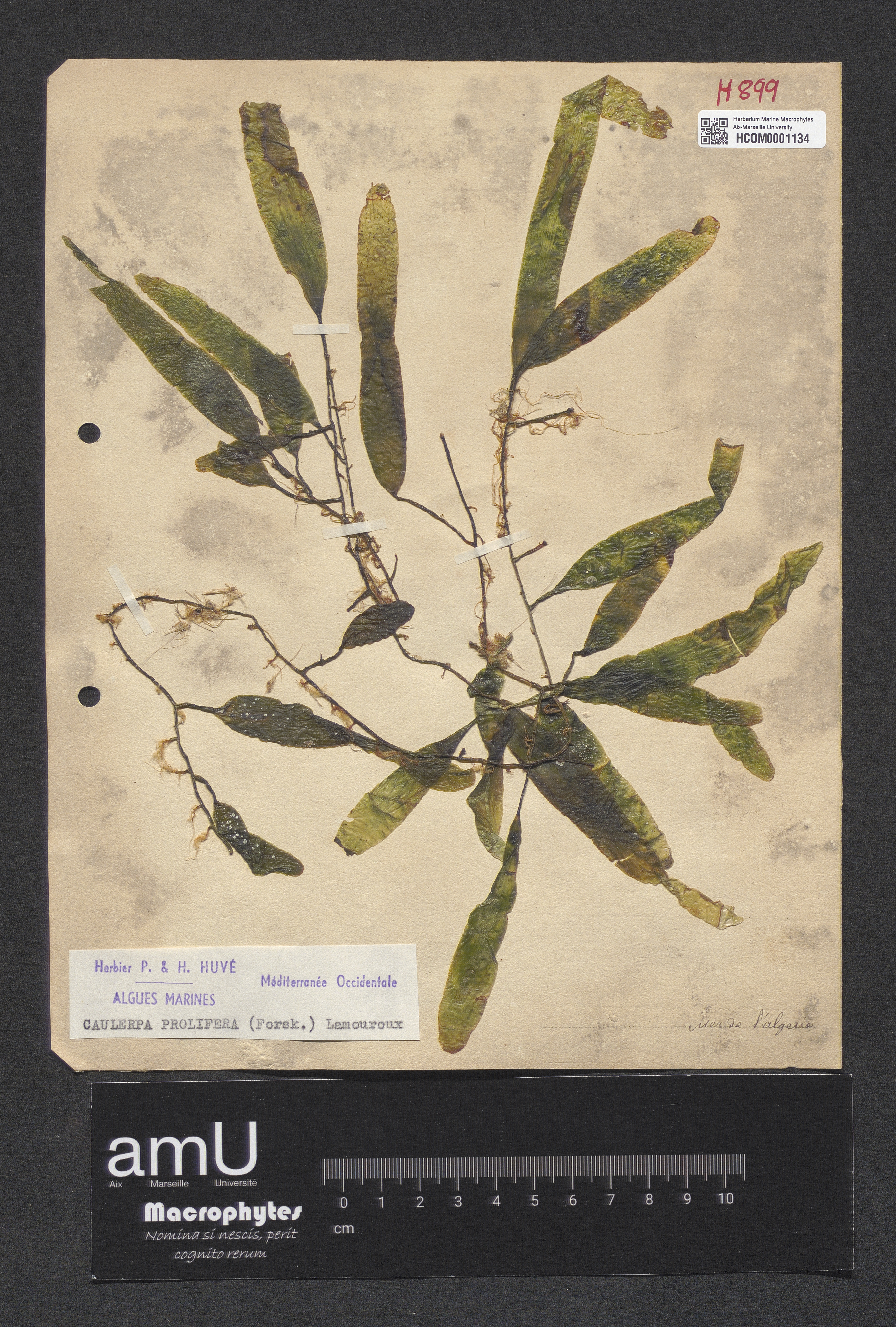 Caulerpa prolifera specimen