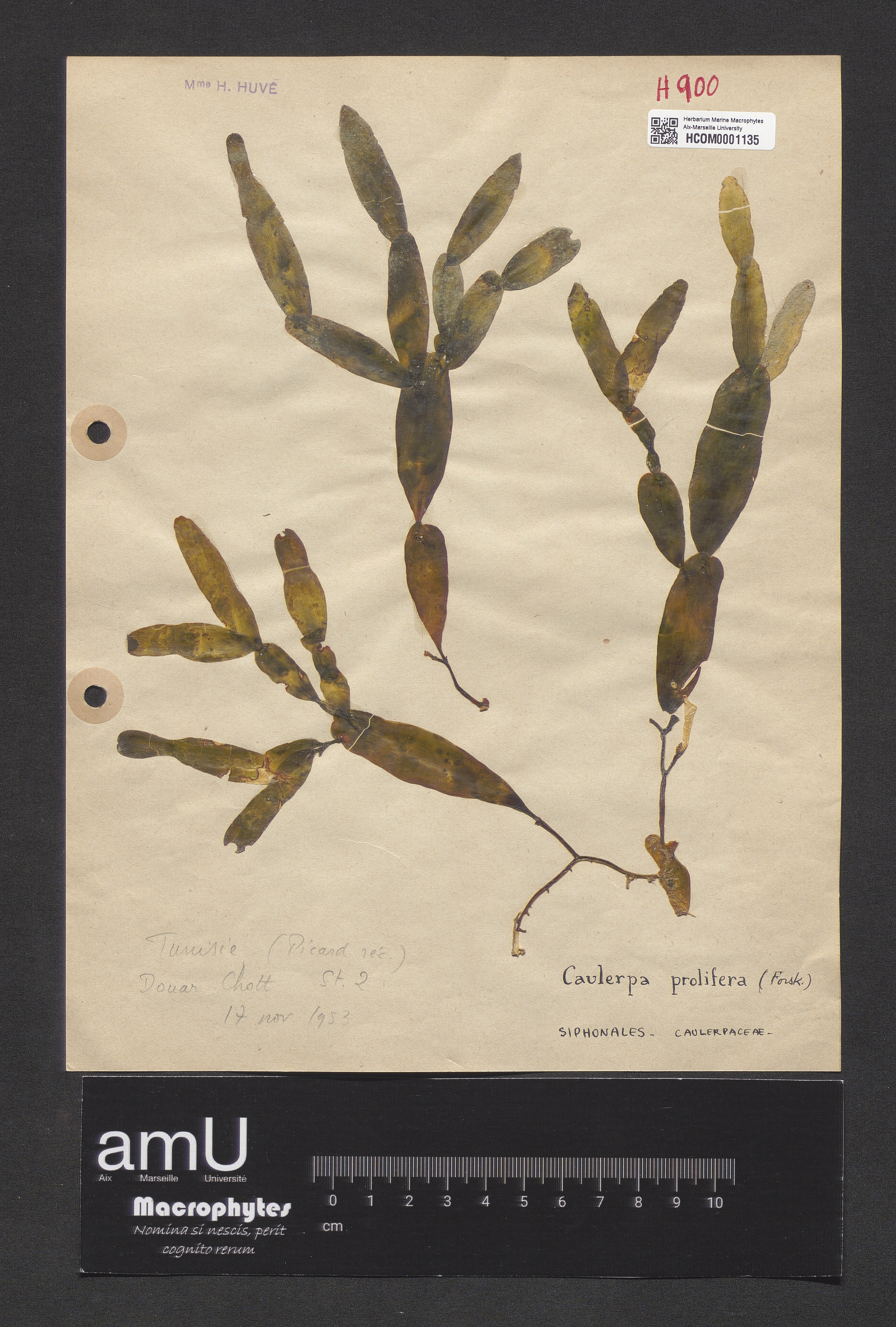 Caulerpa prolifera specimen