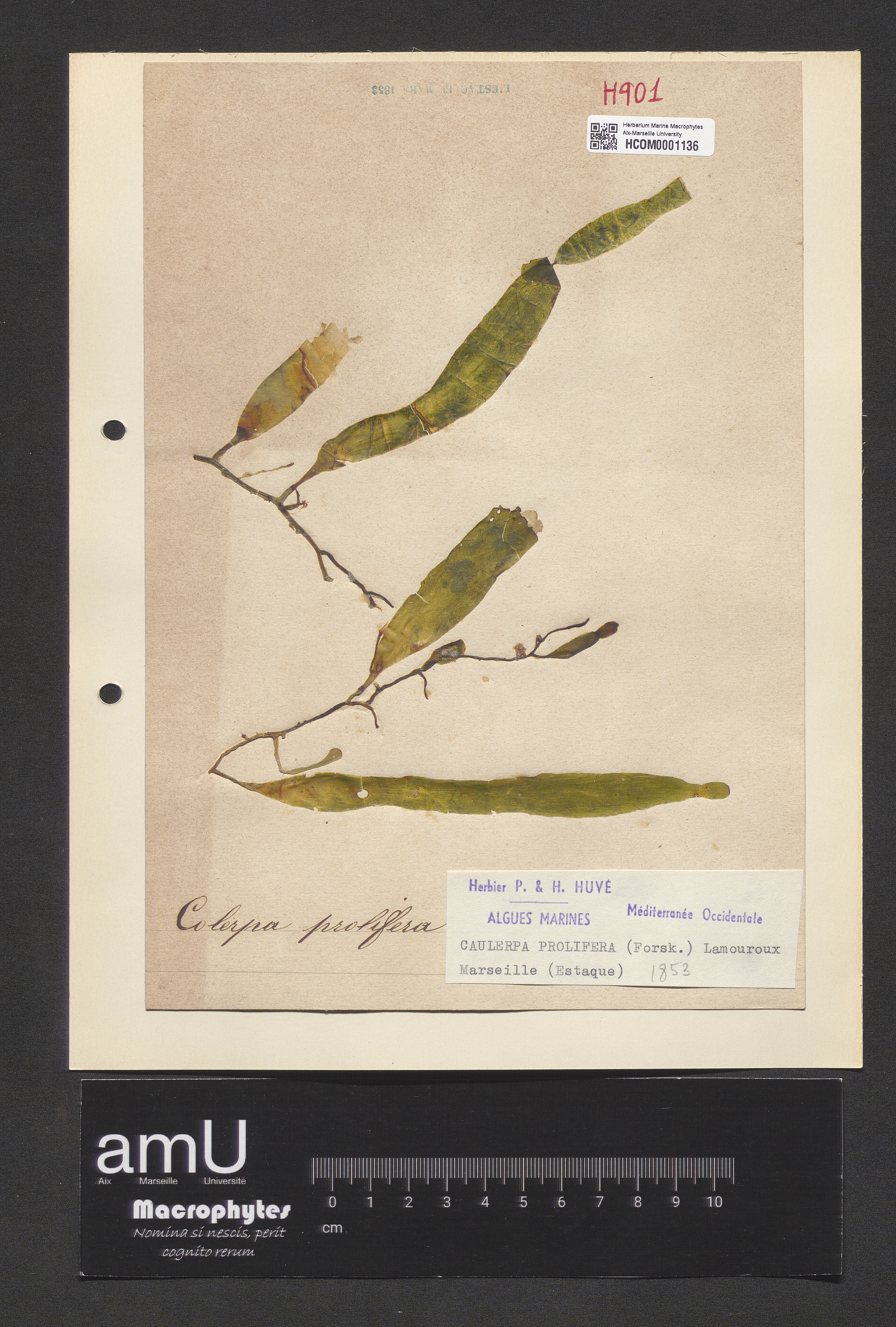 Caulerpa prolifera specimen