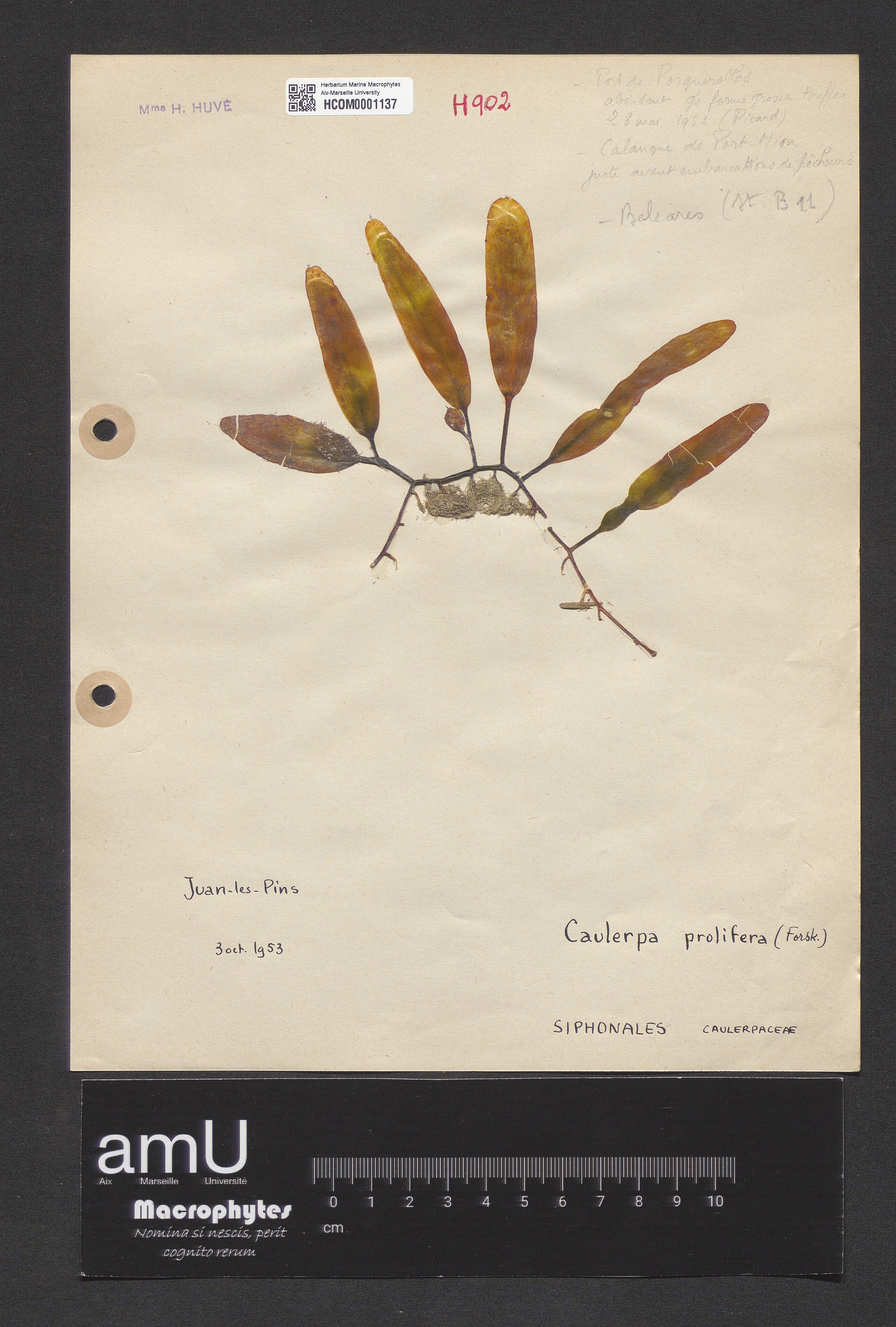 Caulerpa prolifera specimen