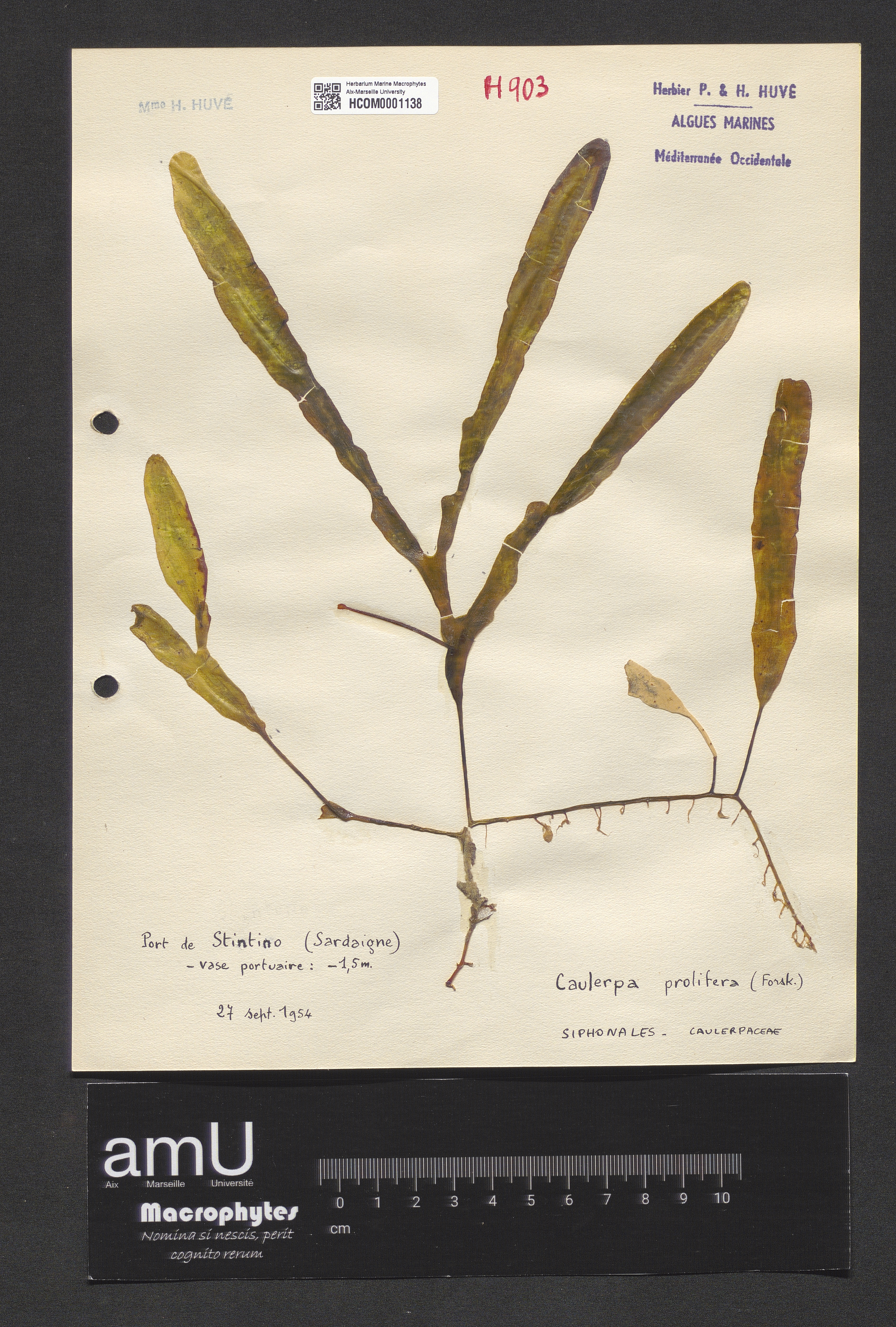 Caulerpa prolifera specimen