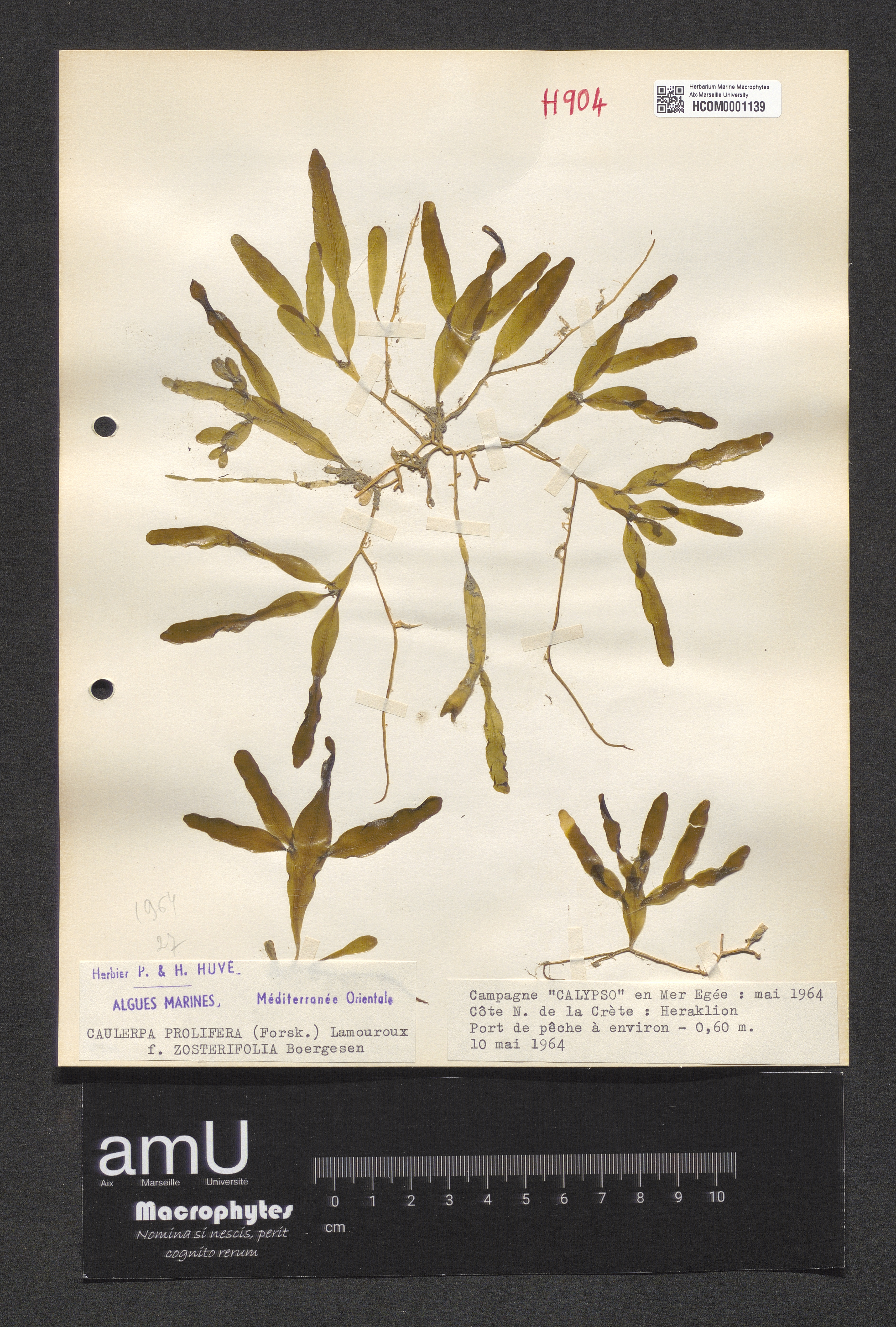 Caulerpa prolifera f. zosterifolia specimen