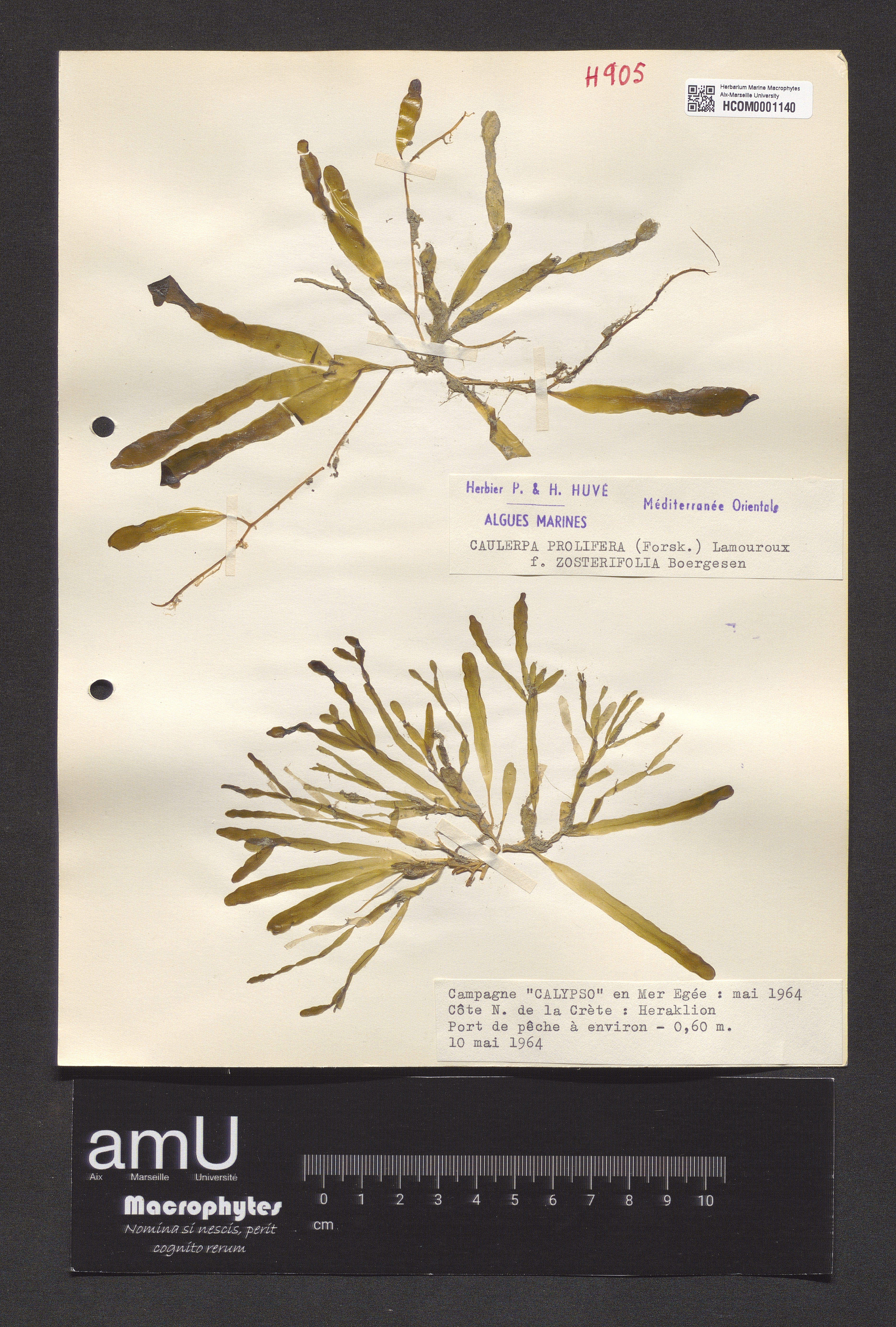 Caulerpa prolifera f. zosterifolia specimen