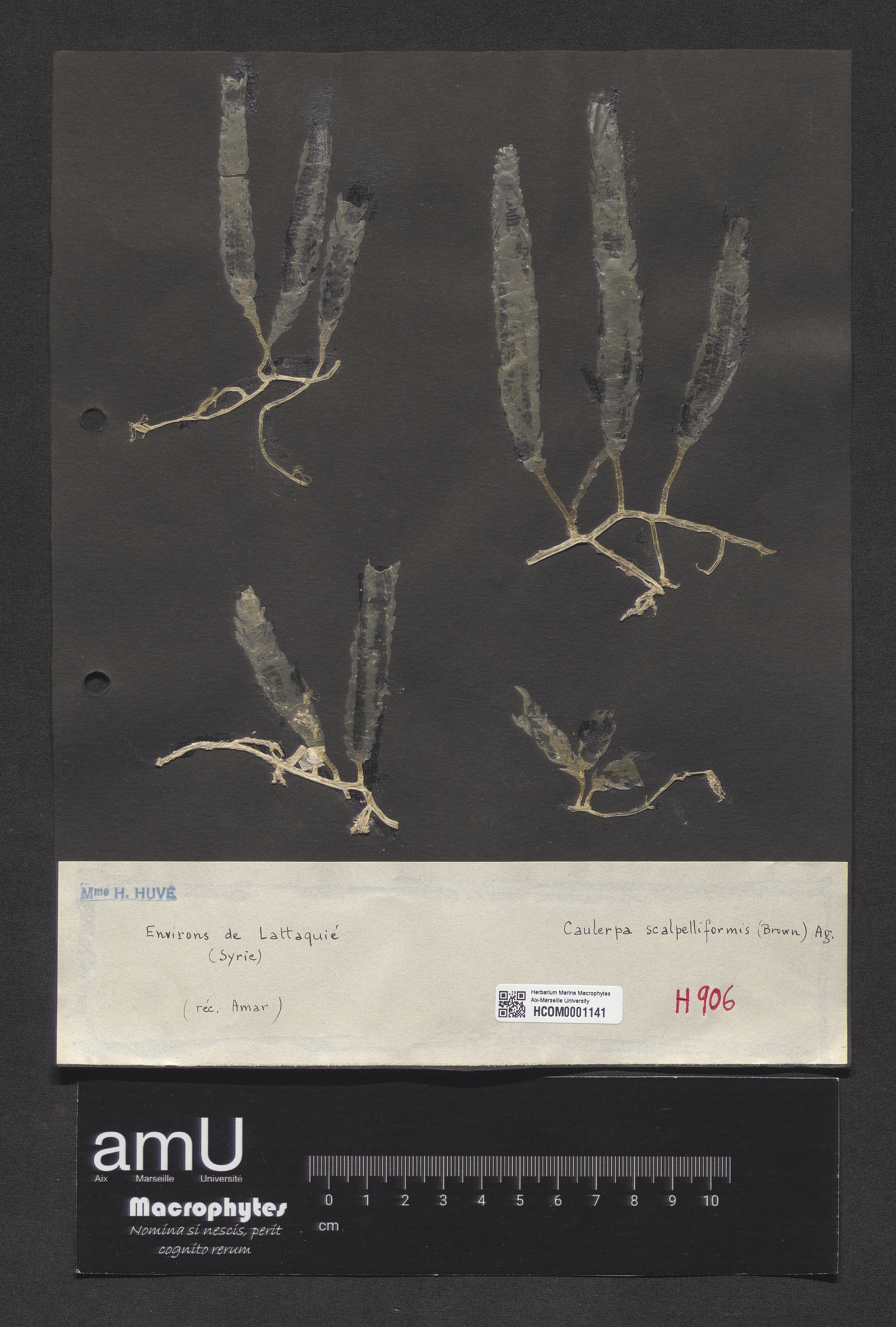 Caulerpa scalpelliformis specimen