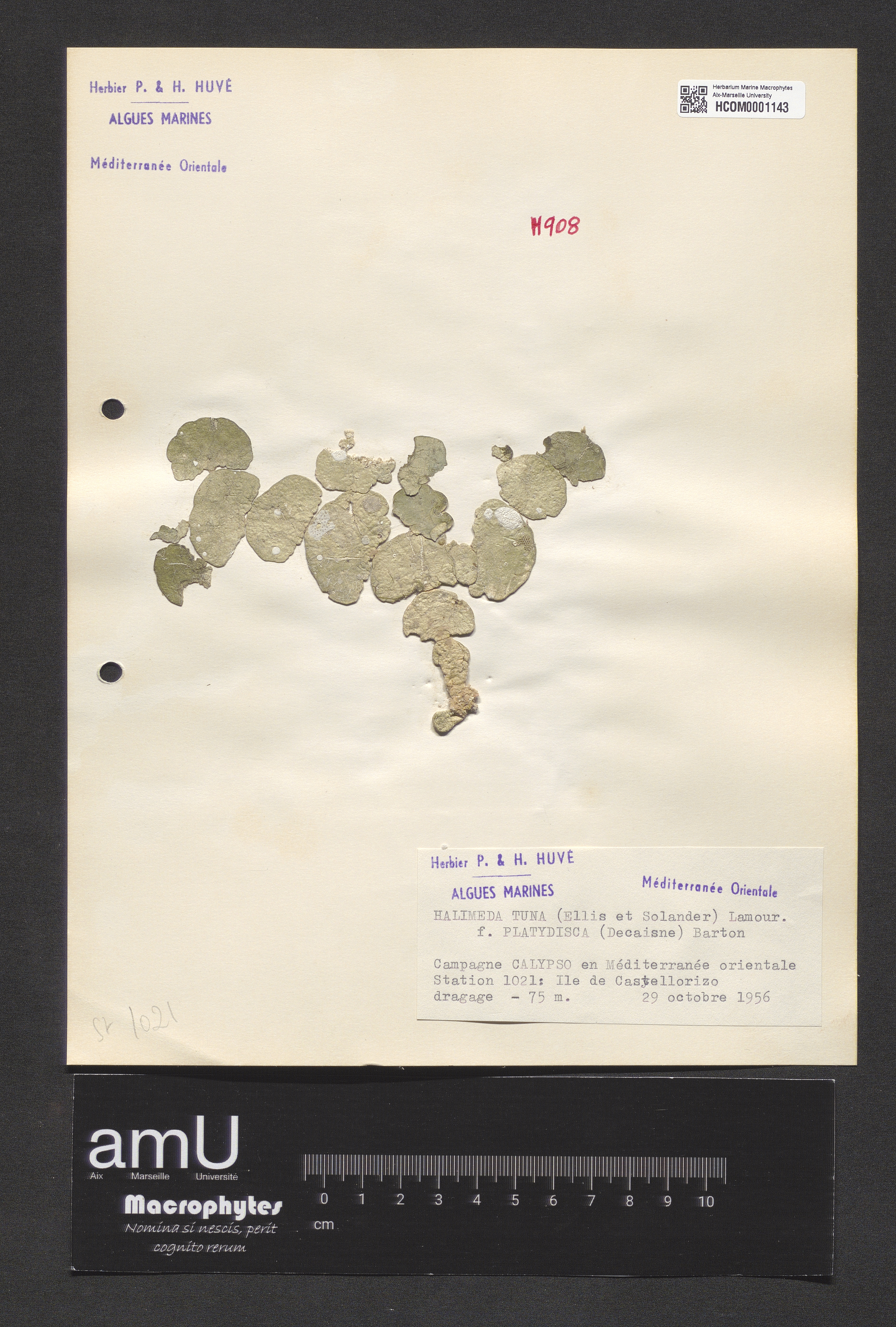 Halimeda tuna f. platydisca specimen