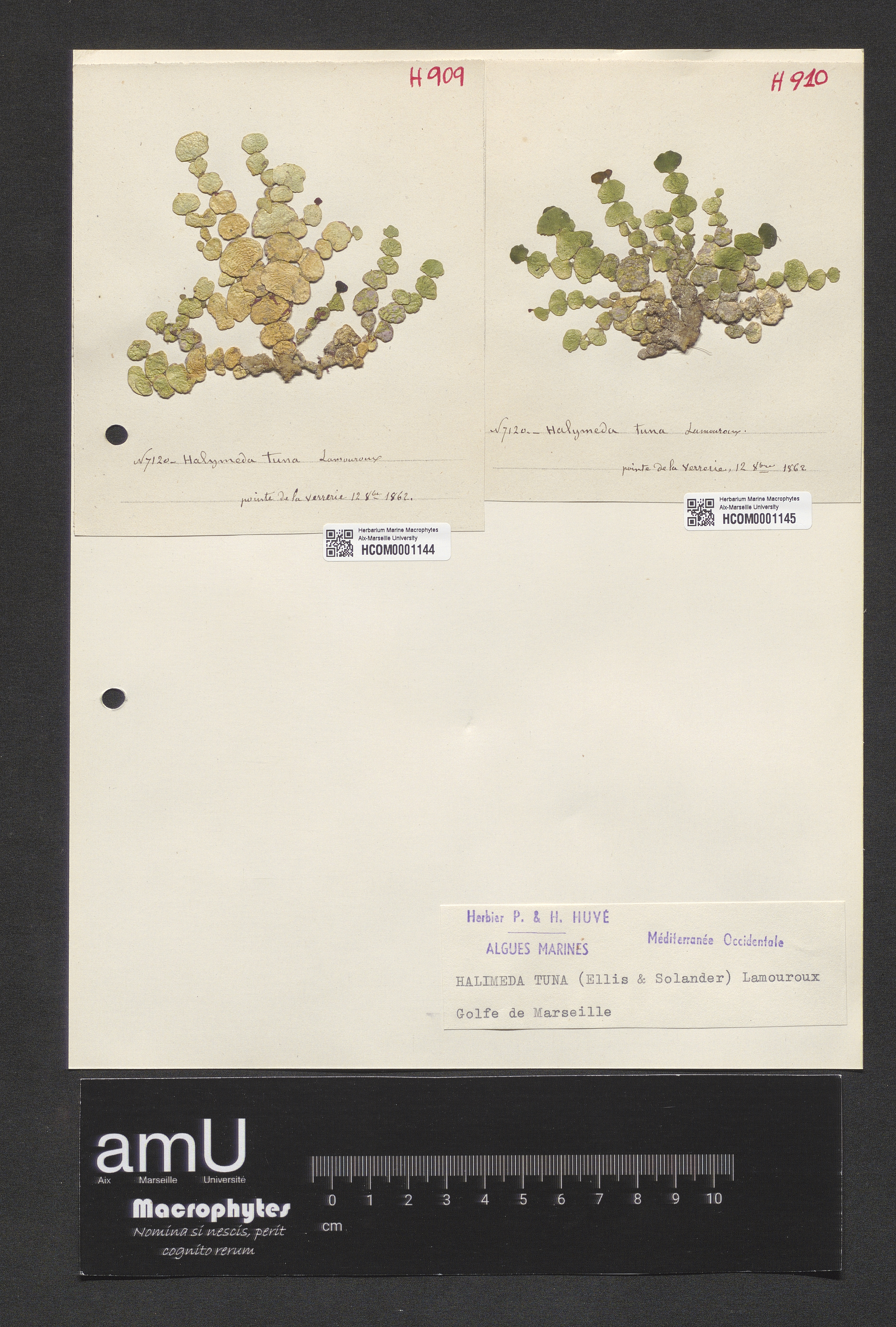 Halimeda tuna specimen