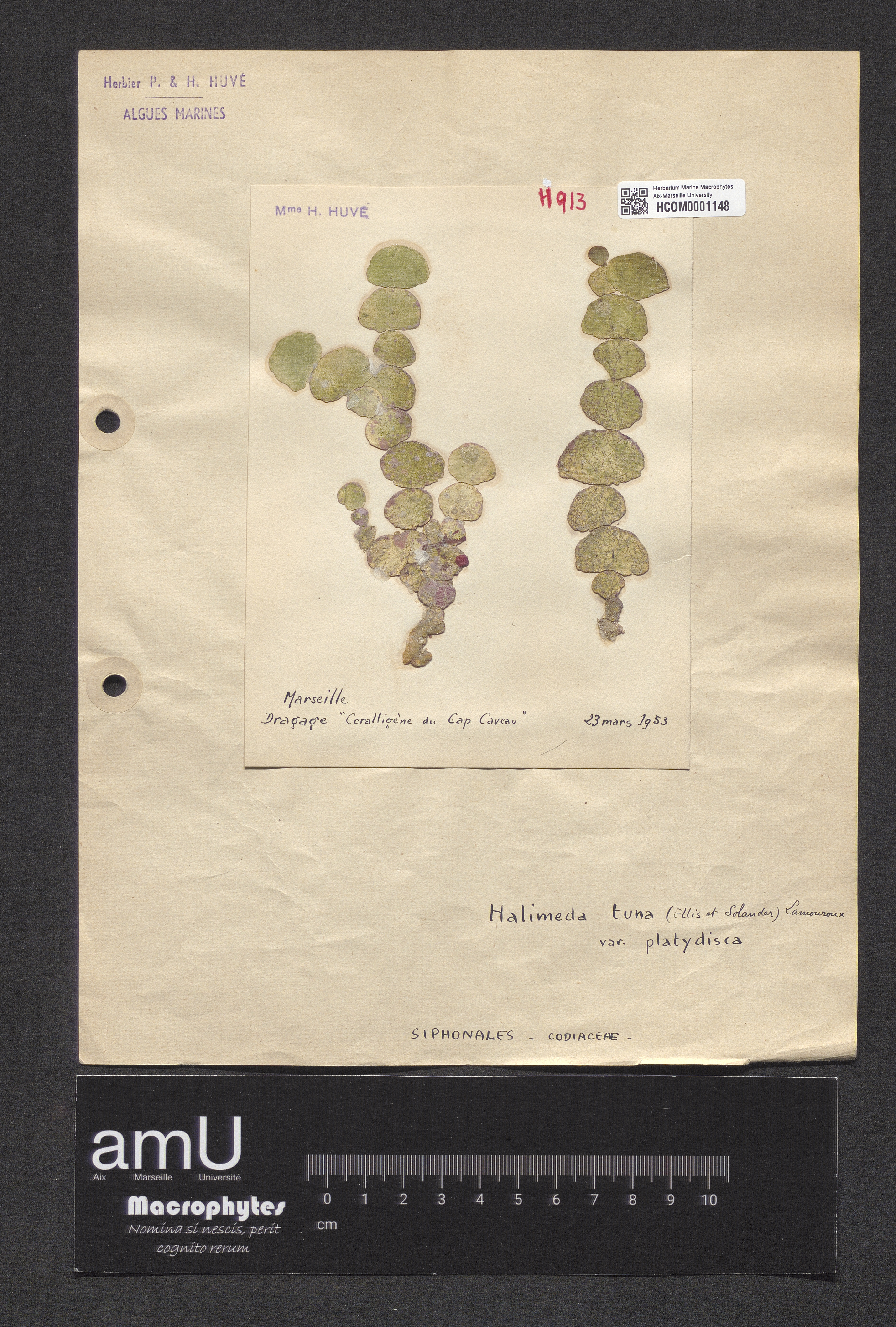 Halimeda tuna var. platydisca specimen