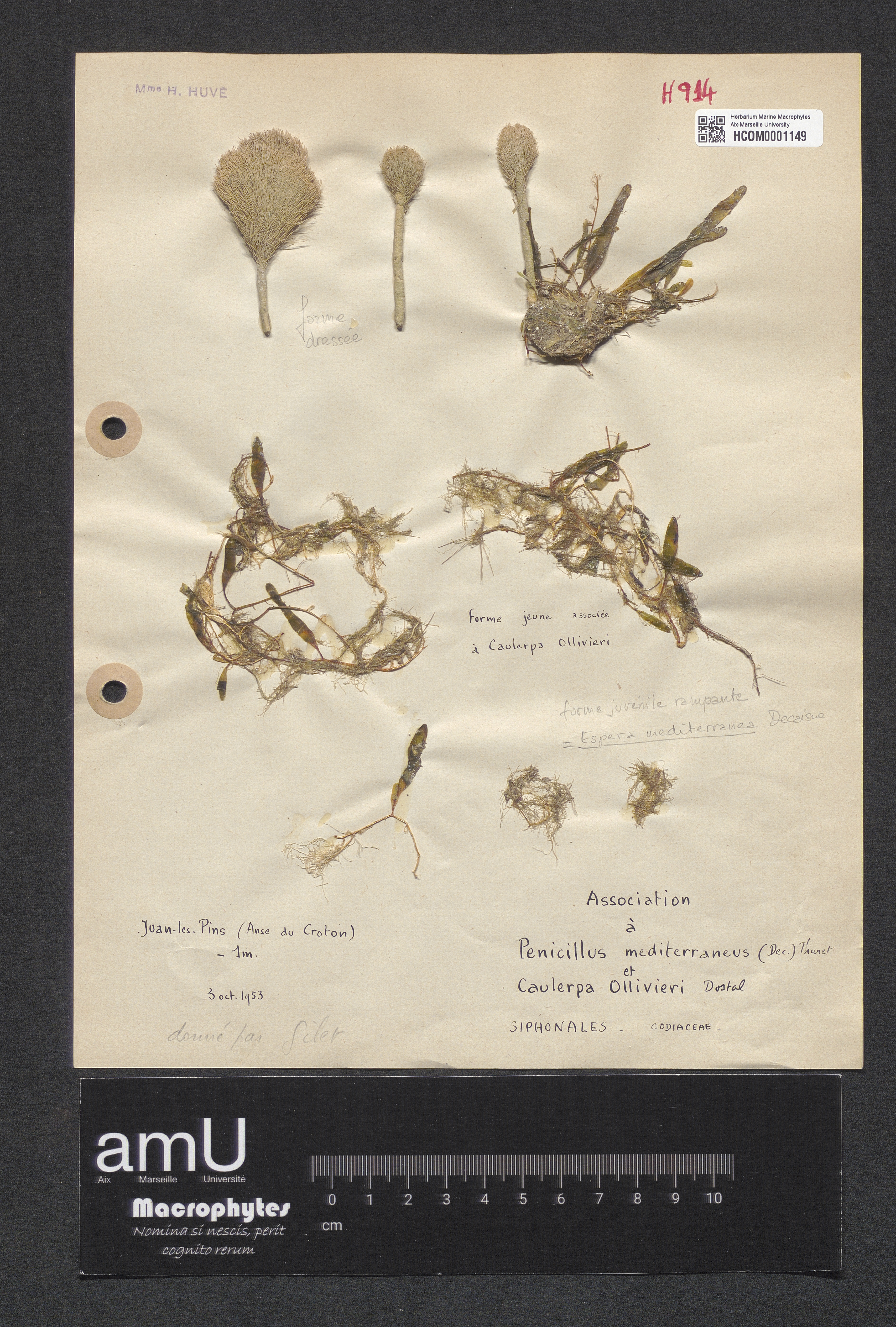 Penicillus & Caulerpa mediterraneus & ollivieri specimen