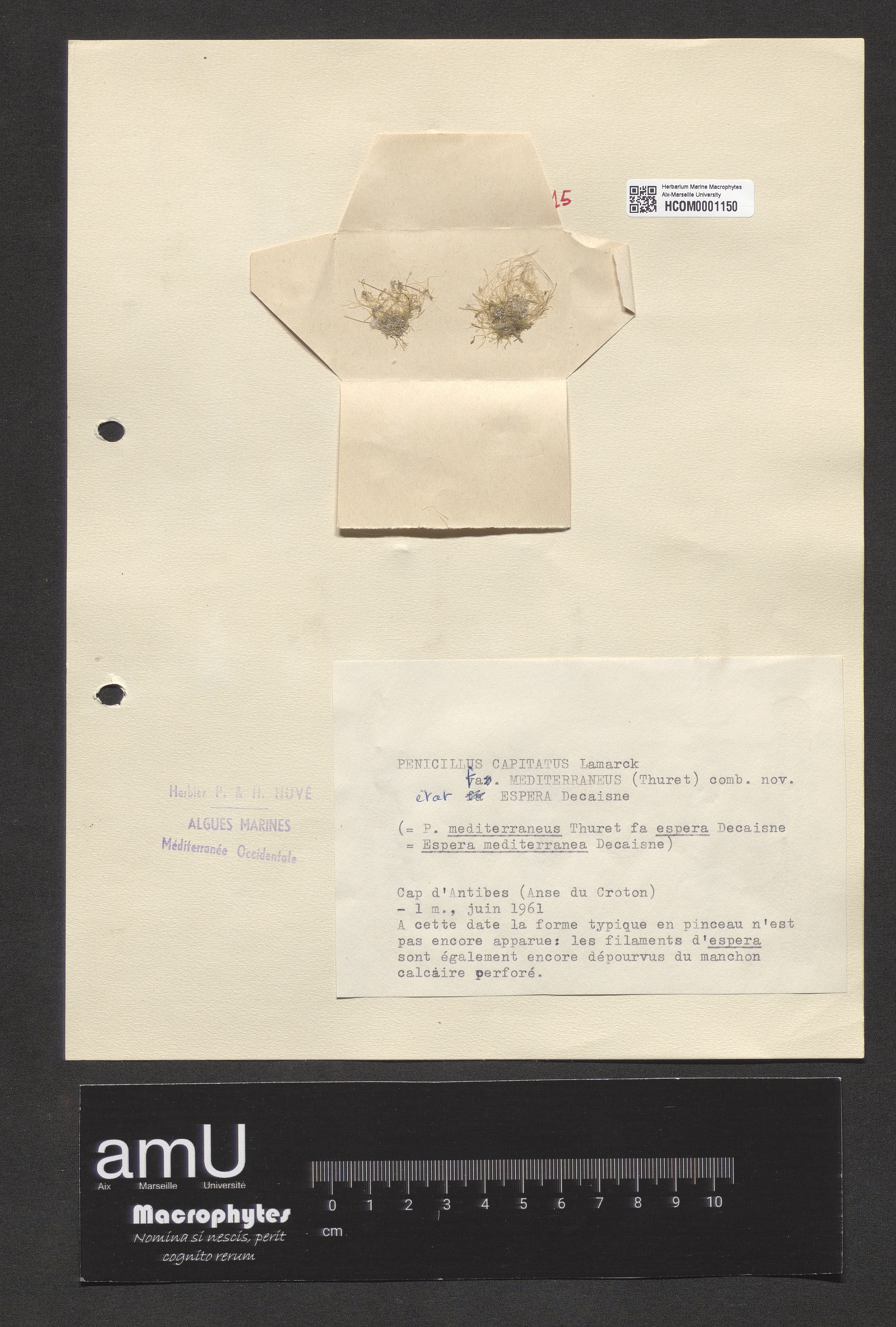 Penicillus capitatus f. mediterraneus specimen