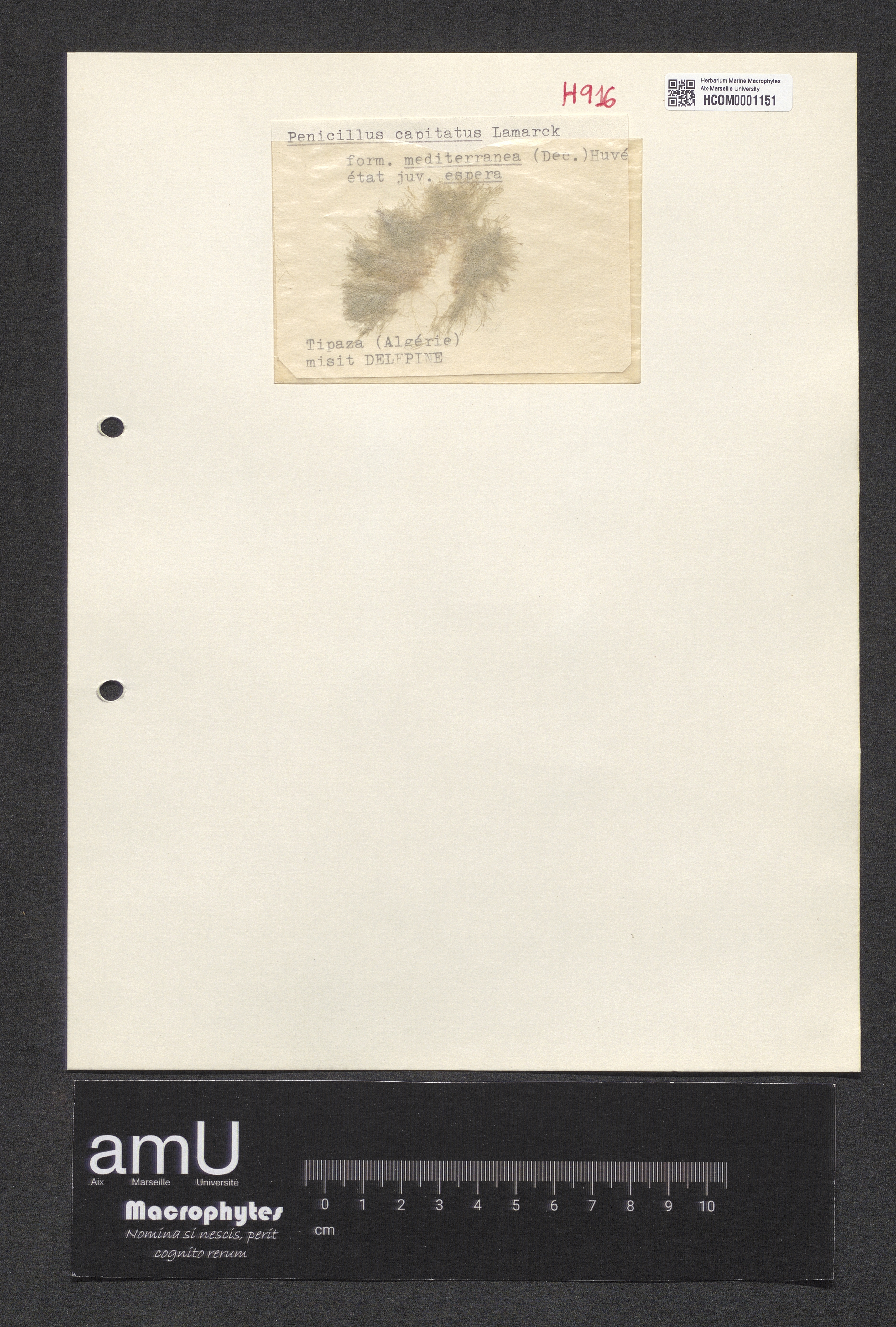 Penicillus capitatus f. mediterranea specimen