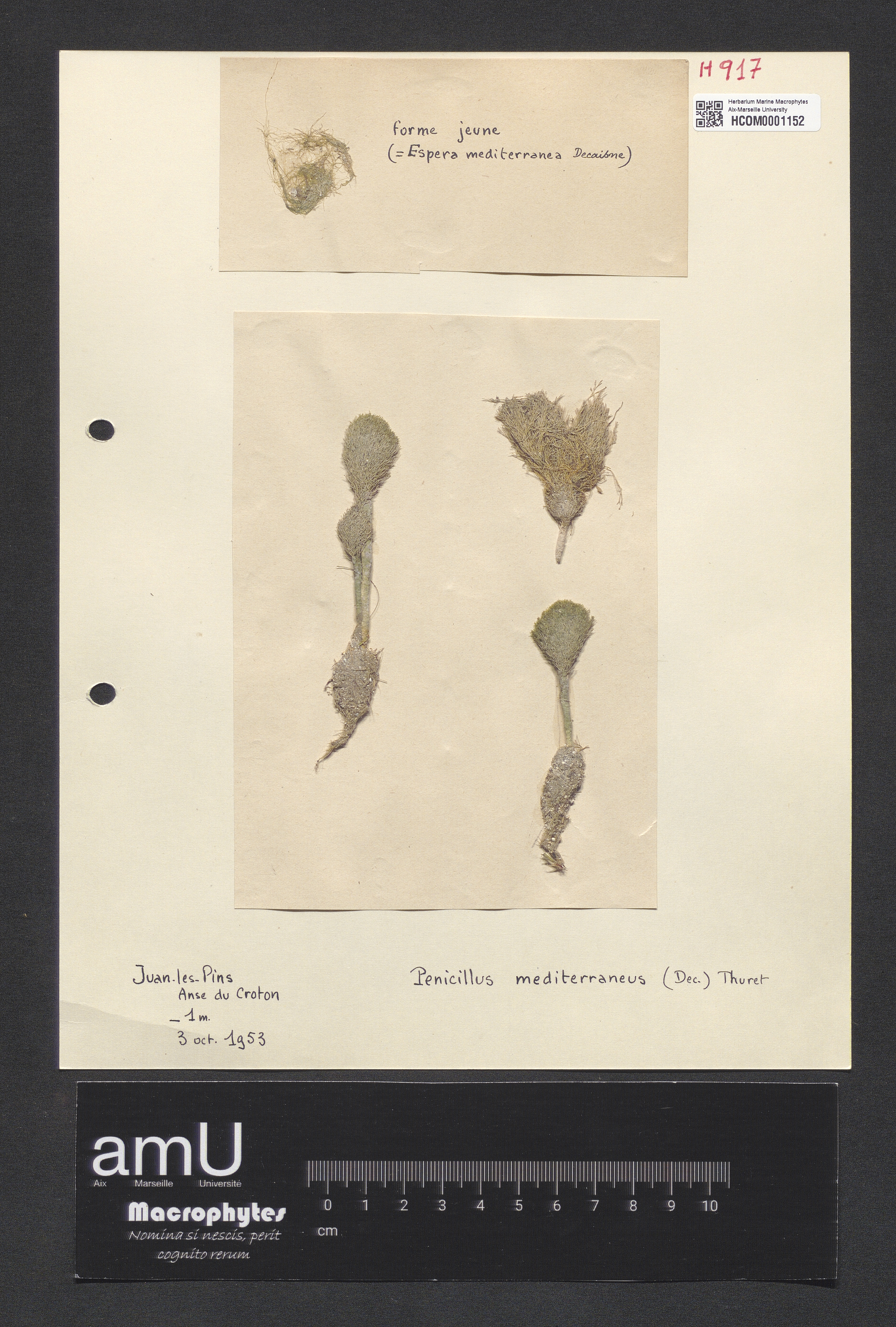 Penicillus mediterraneus specimen