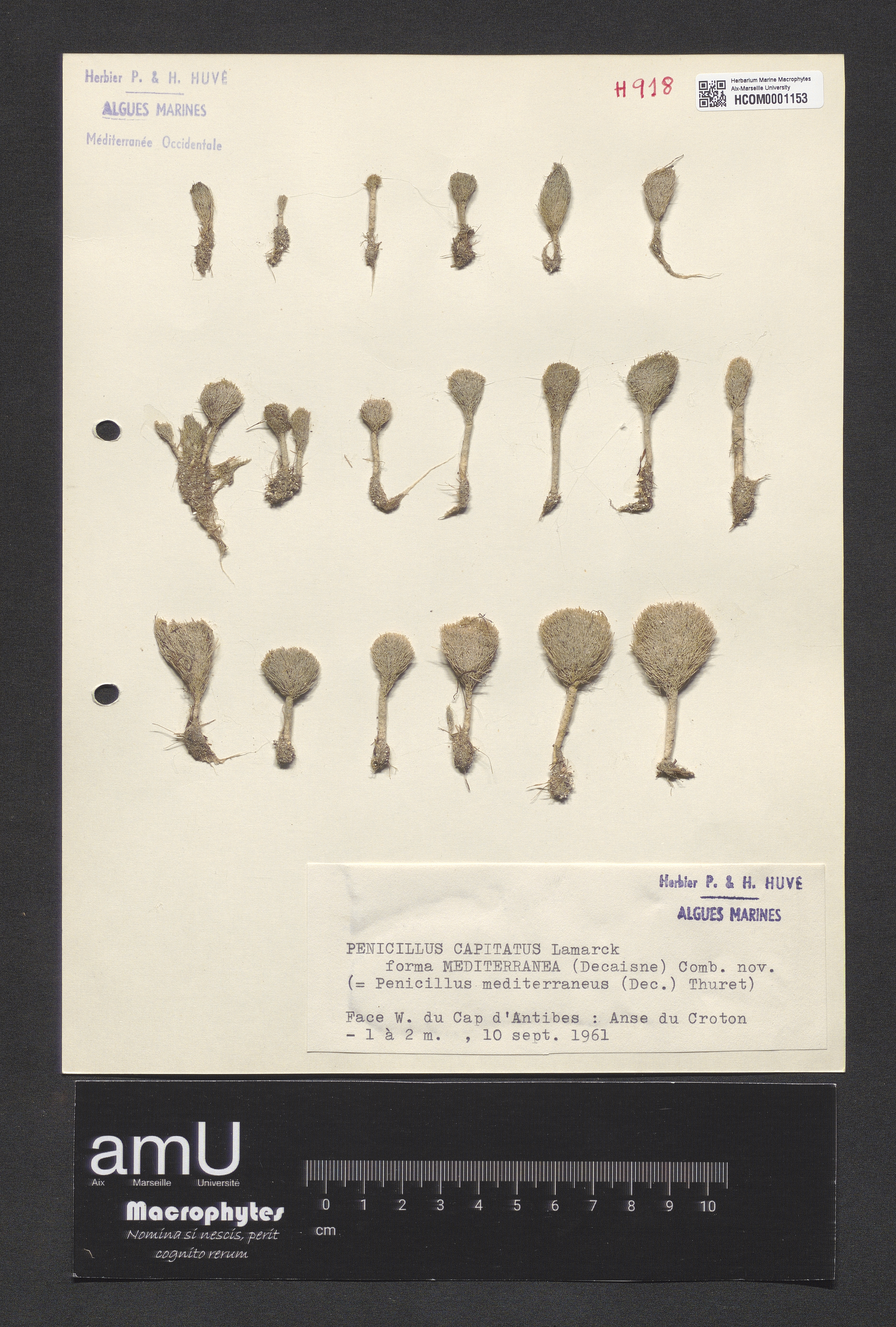 Penicillus mediterraneus specimen