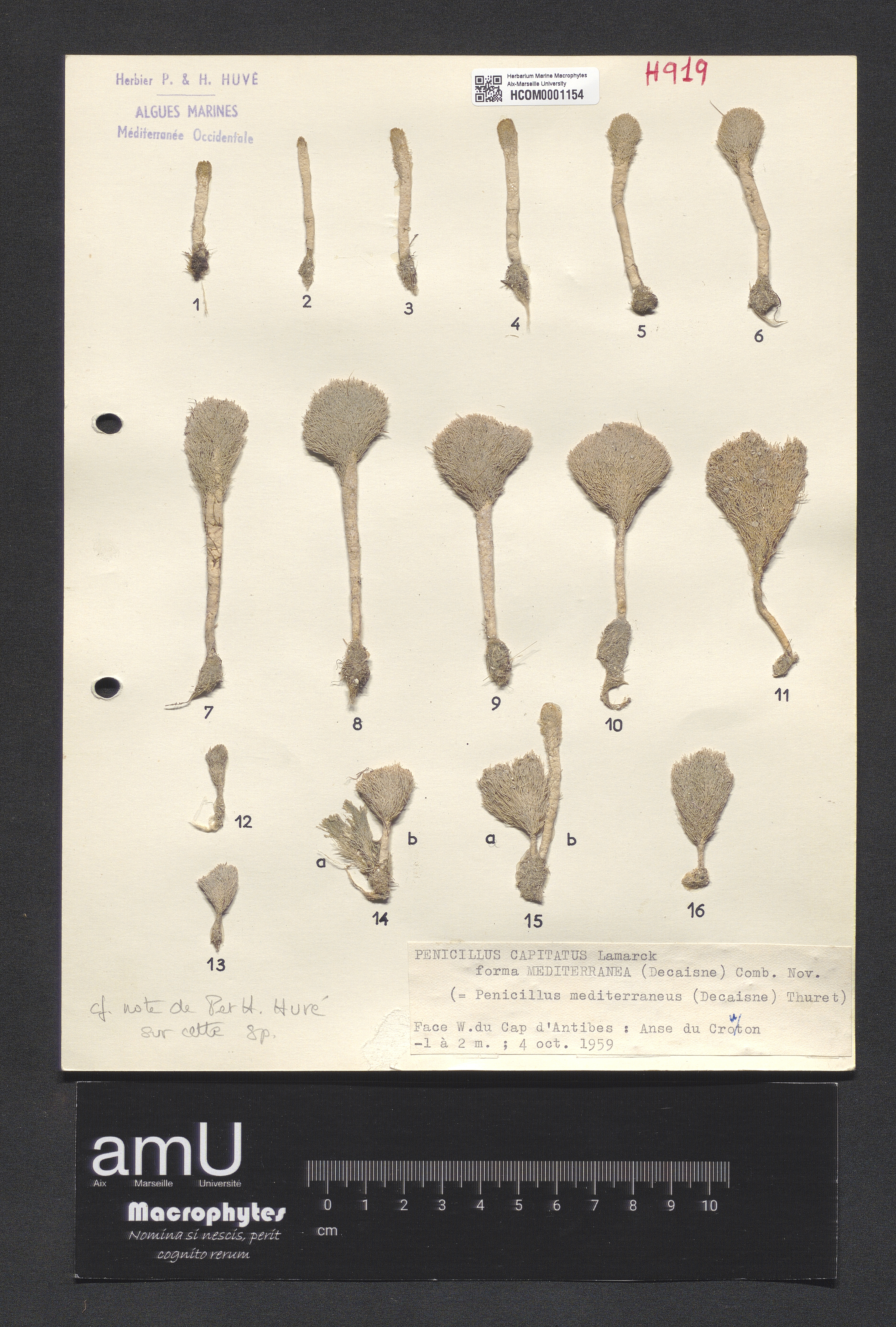 Penicillus mediterraneus specimen