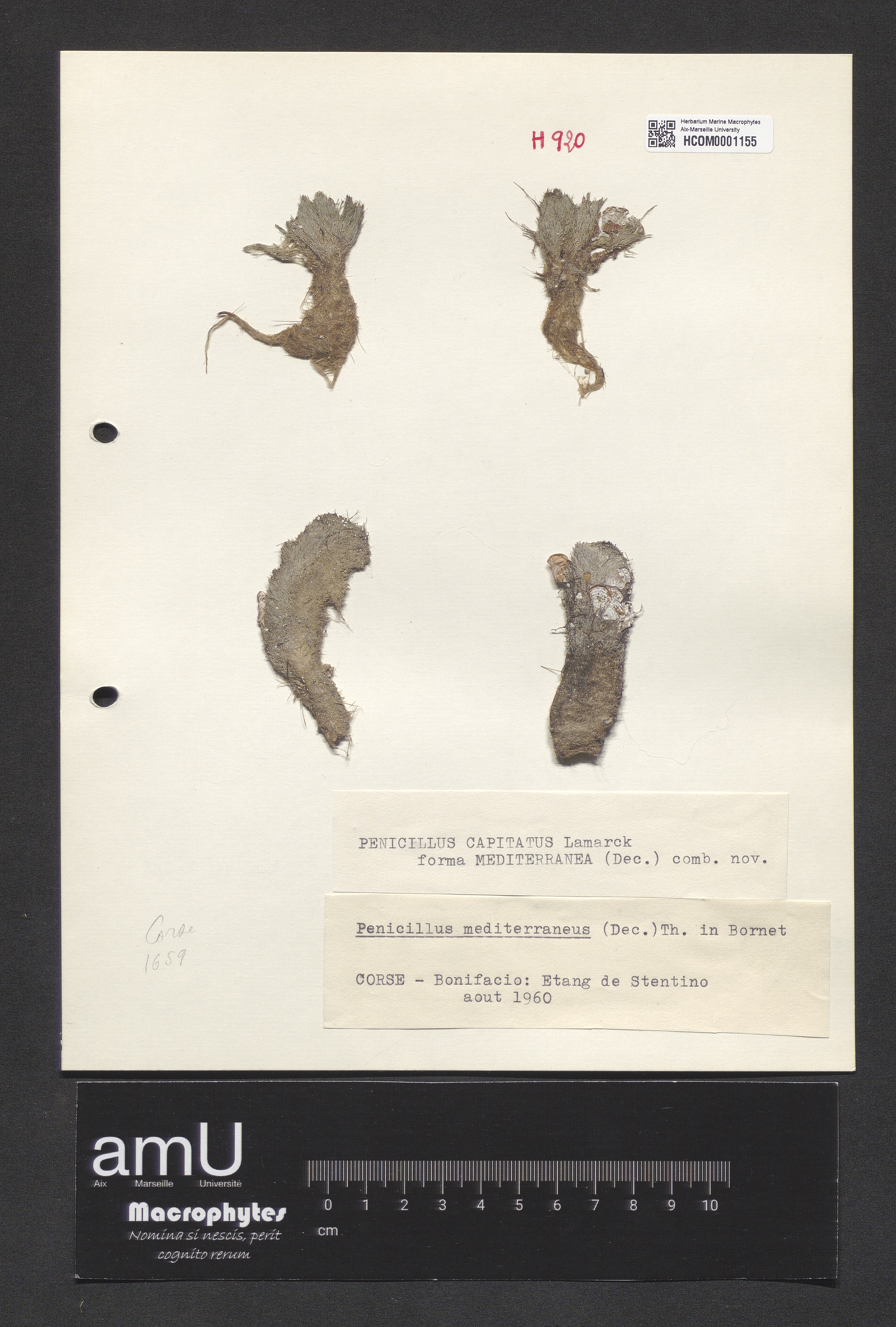 Penicillus mediterraneus specimen