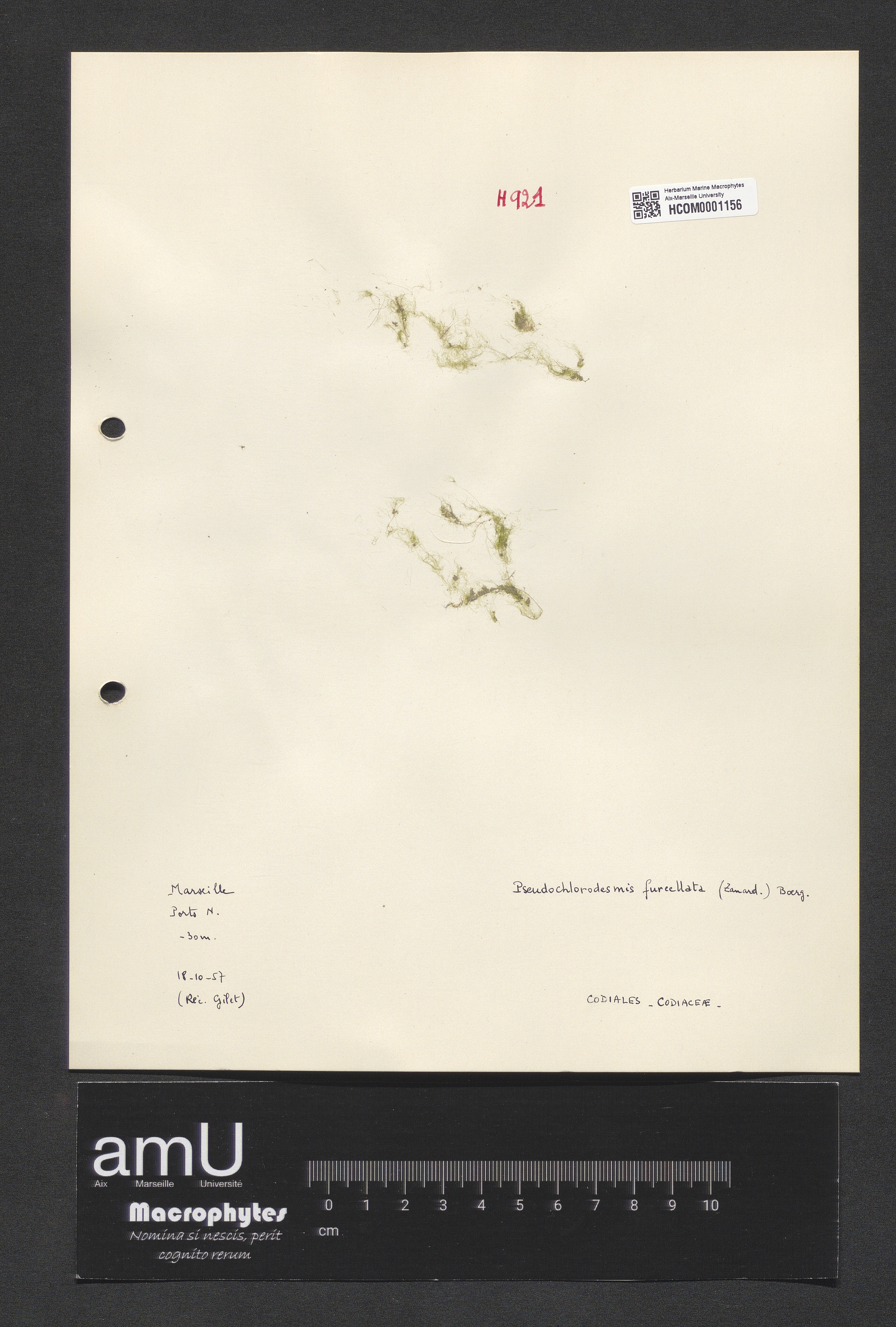 Pseudochlorodesmis furcellata specimen