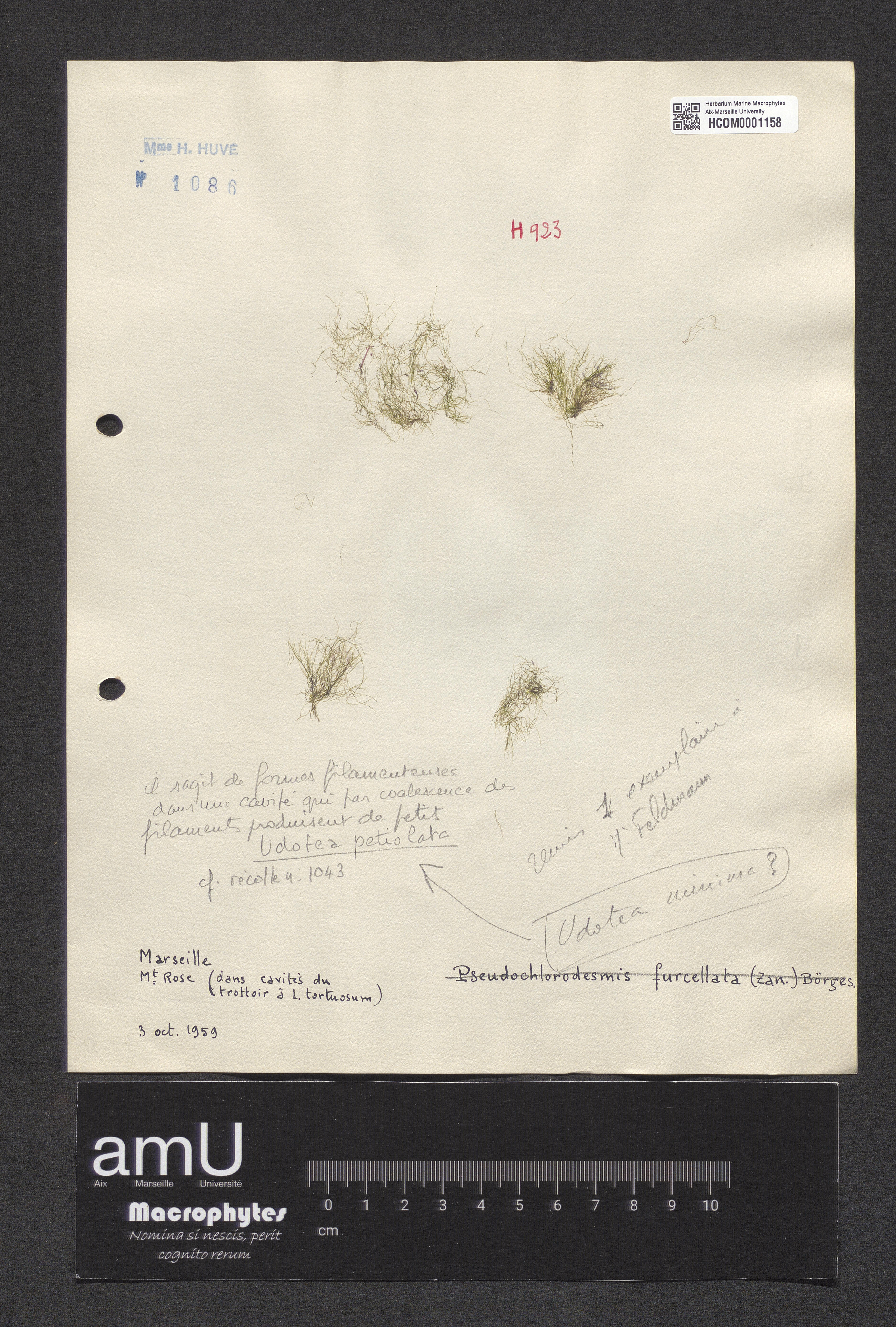 Udotea petiolata  ou  minima specimen