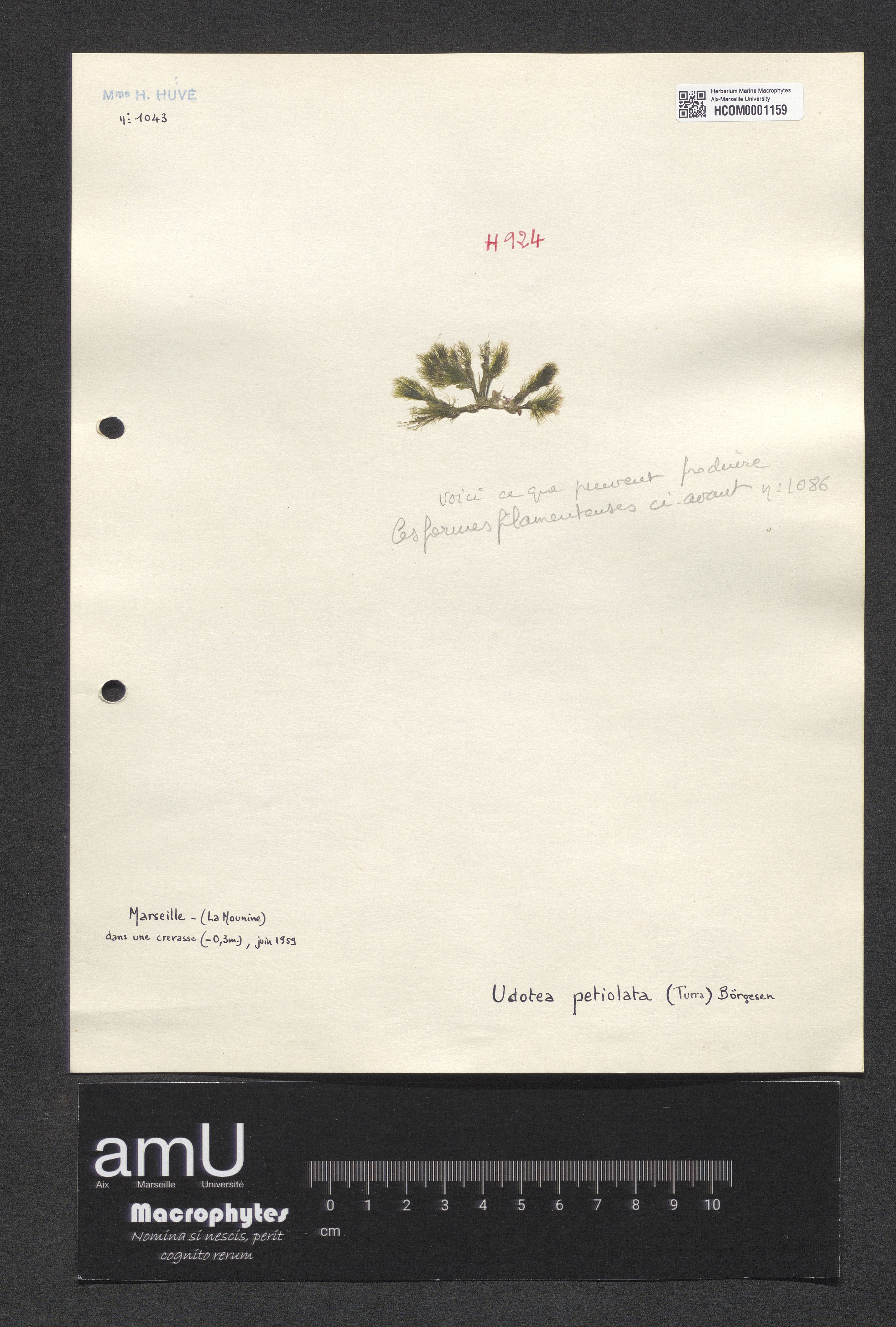 Udotea petiolata specimen