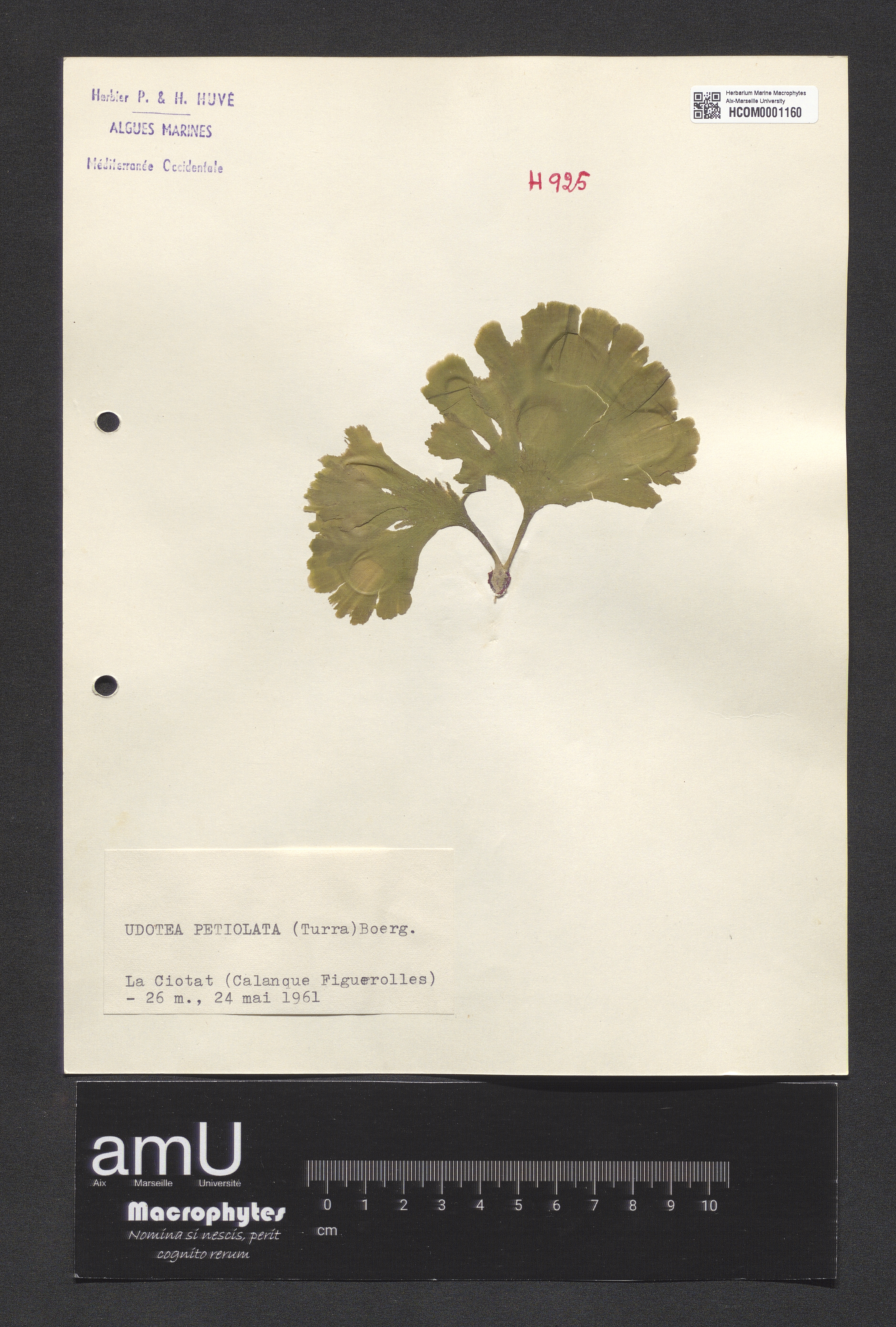 Udotea petiolata specimen