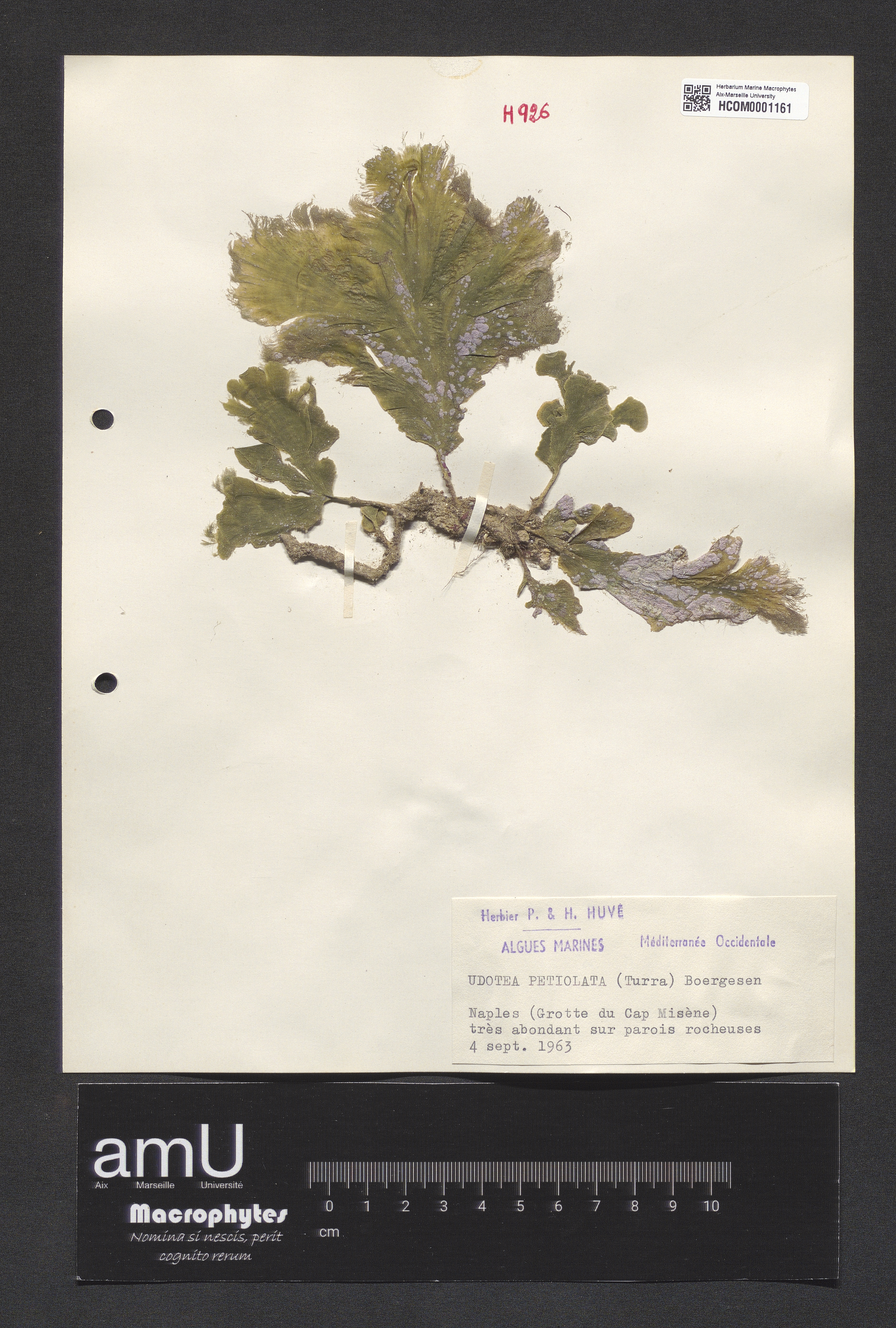 Udotea petiolata specimen