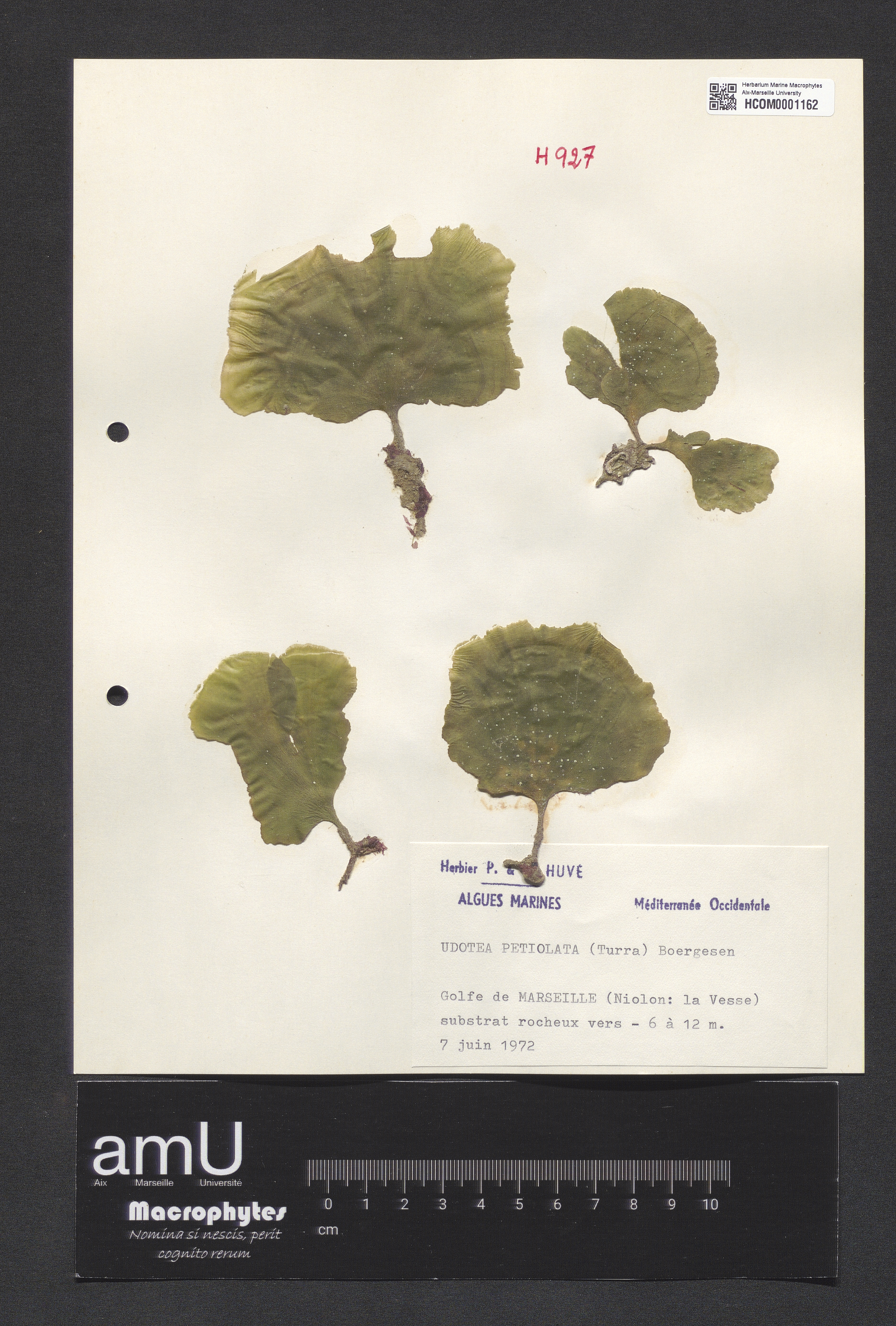 Udotea petiolata specimen