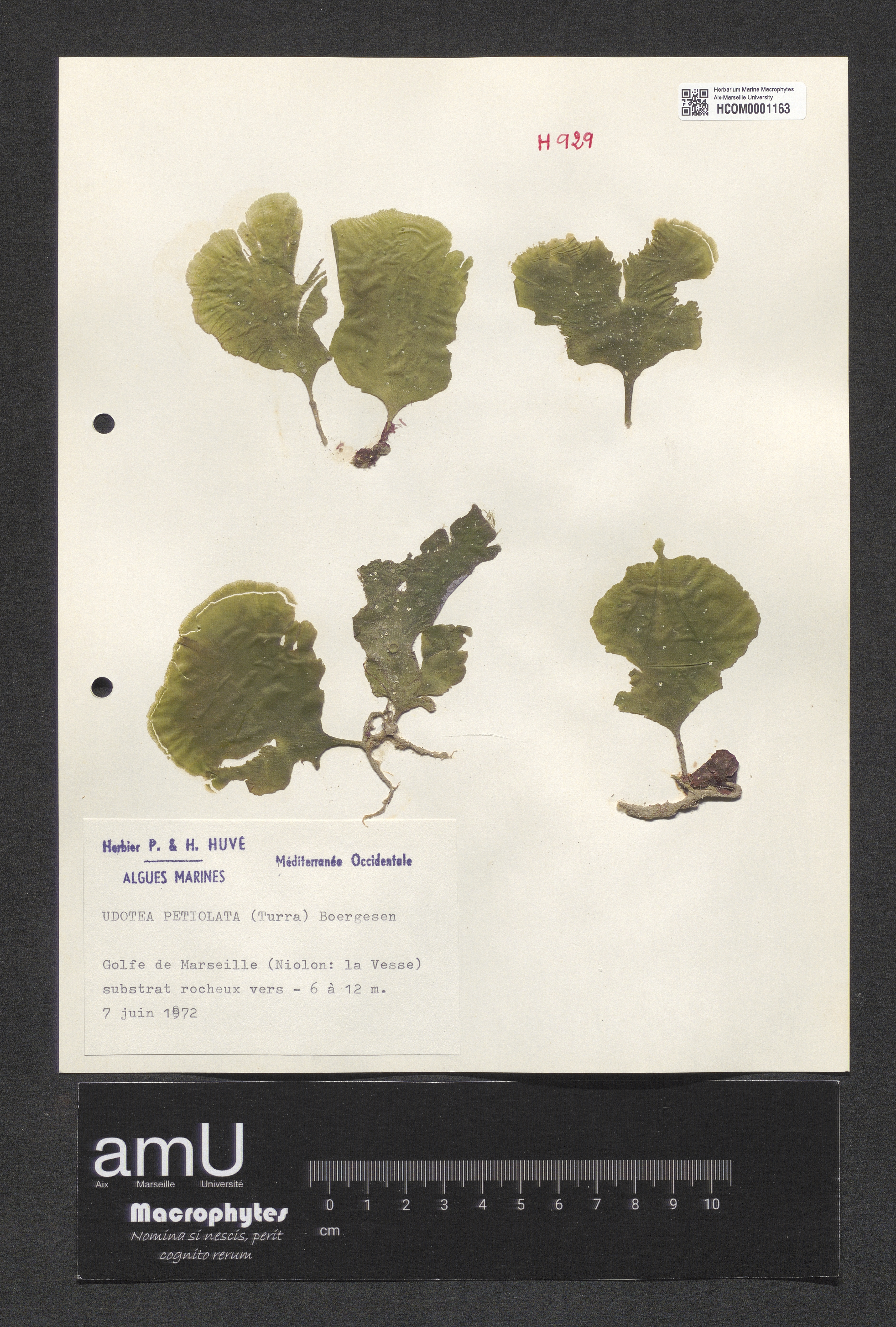 Udotea petiolata specimen