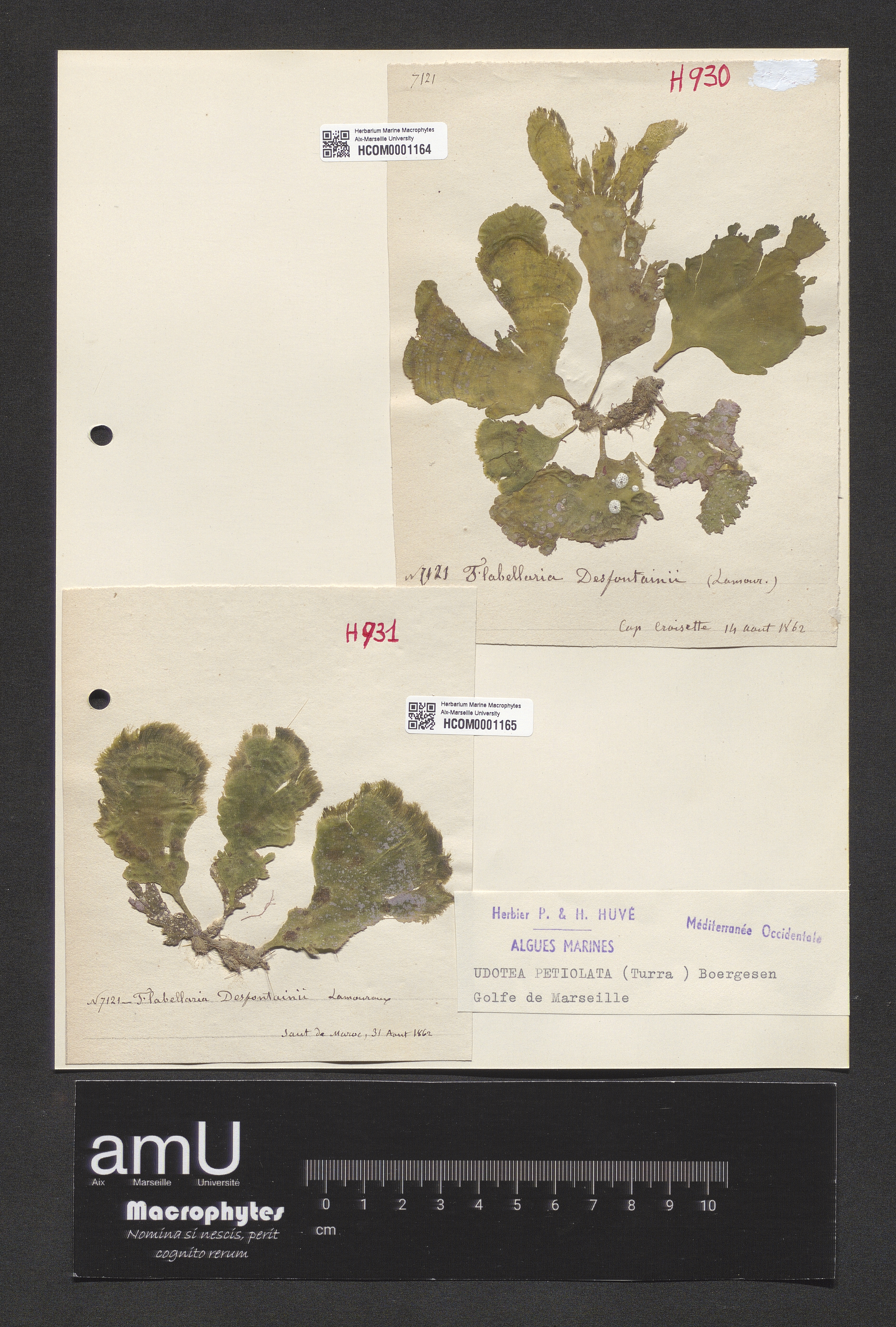 Udotea petiolata specimen