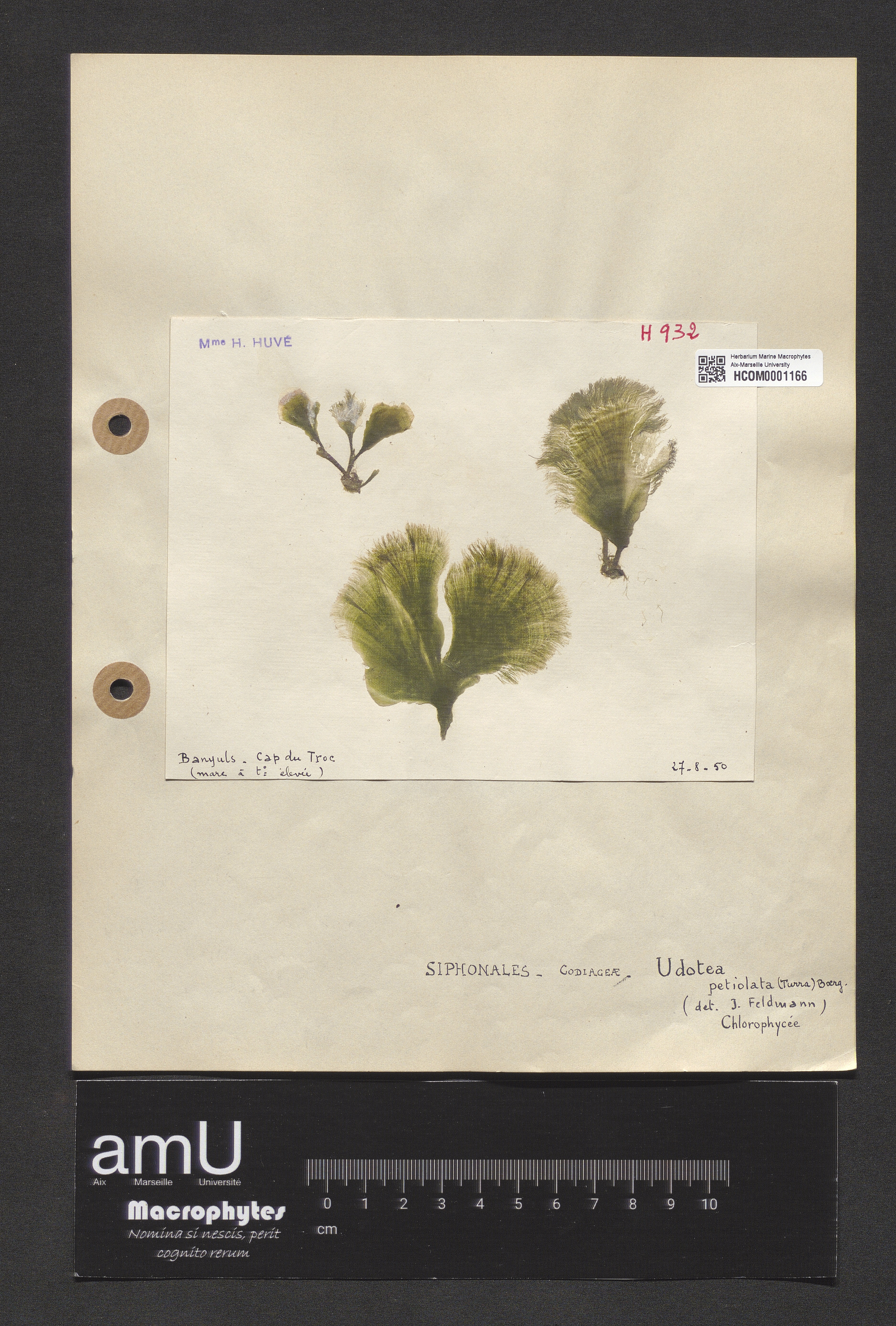 Udotea petiolata specimen