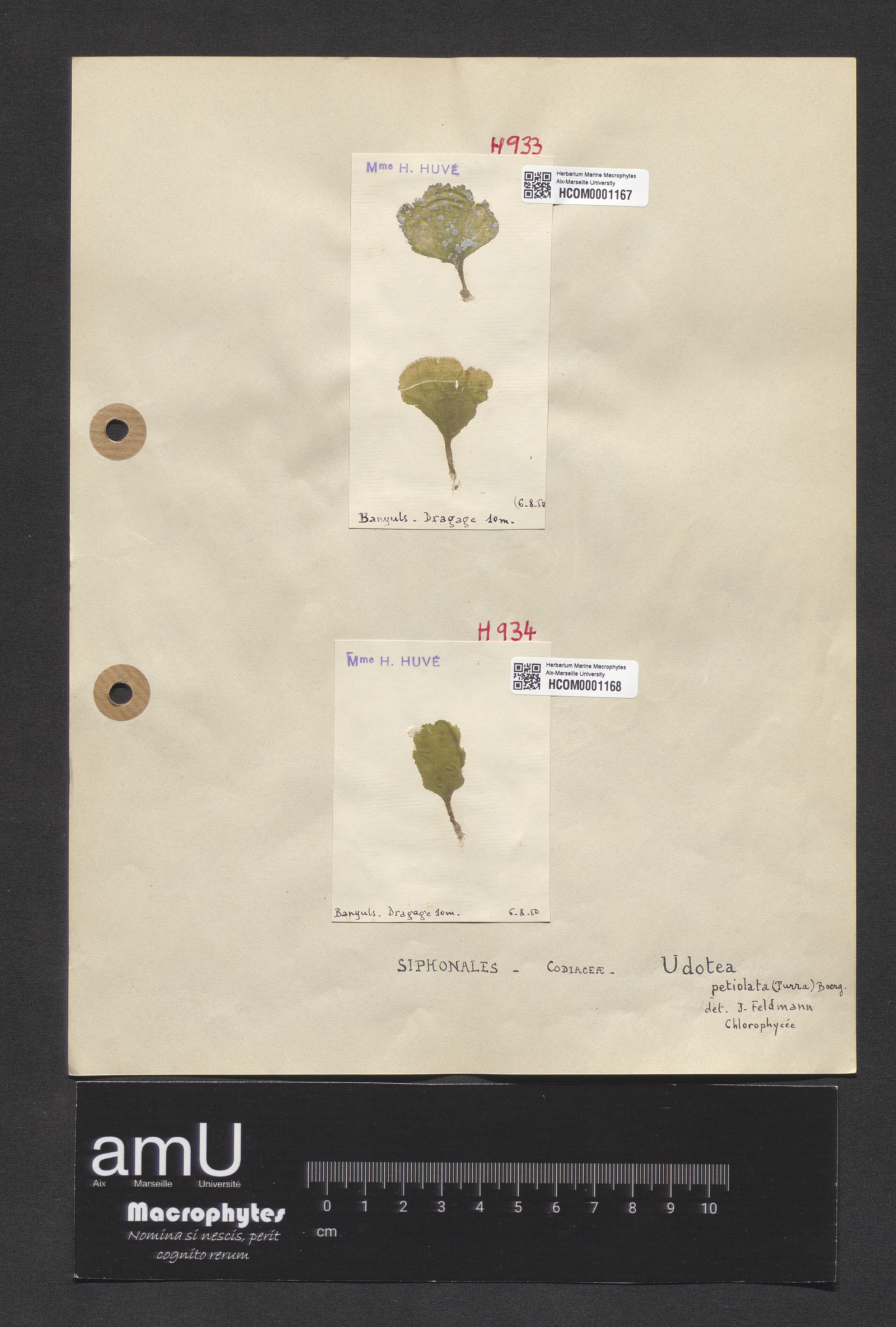 Udotea petiolata specimen