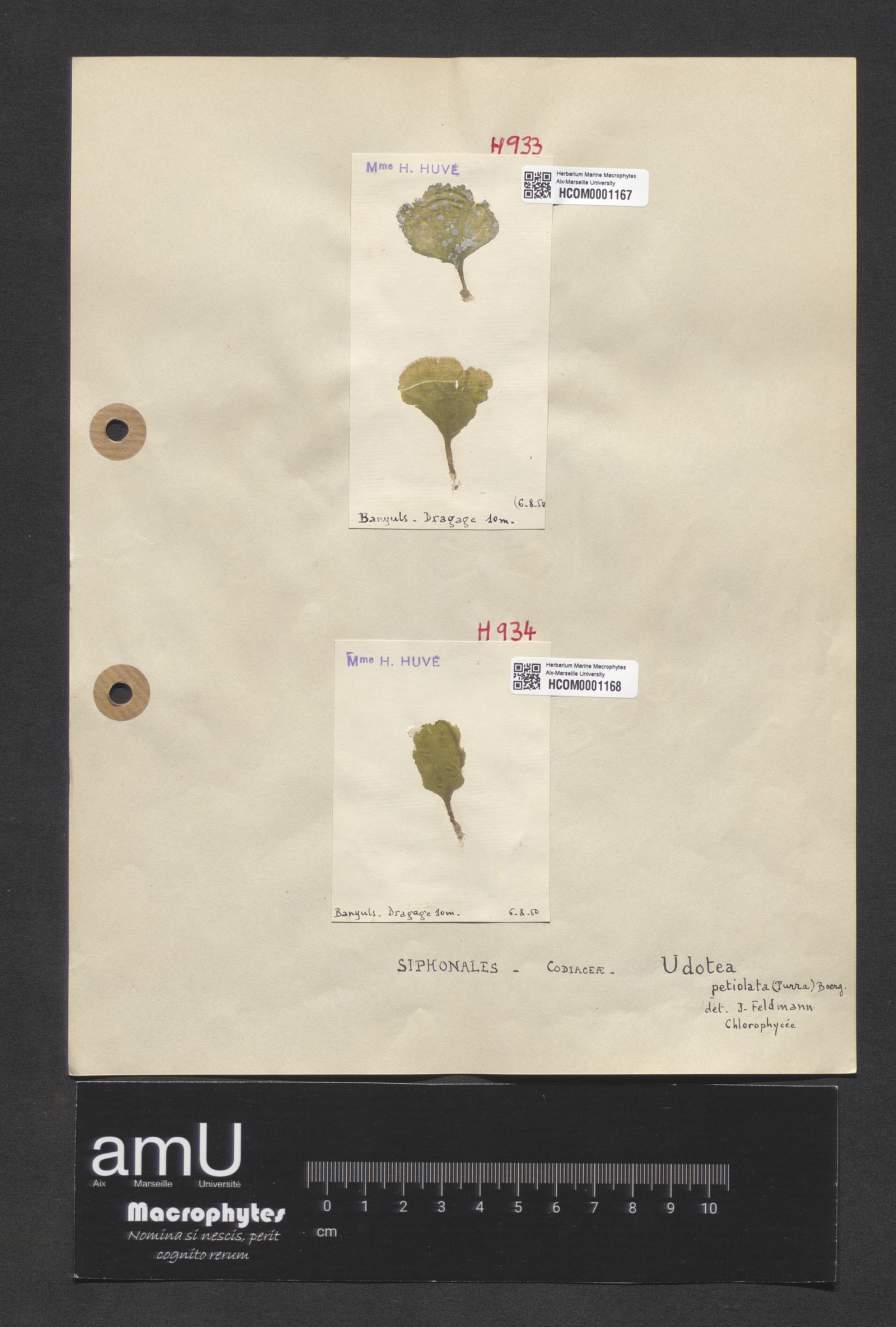 Udotea petiolata specimen