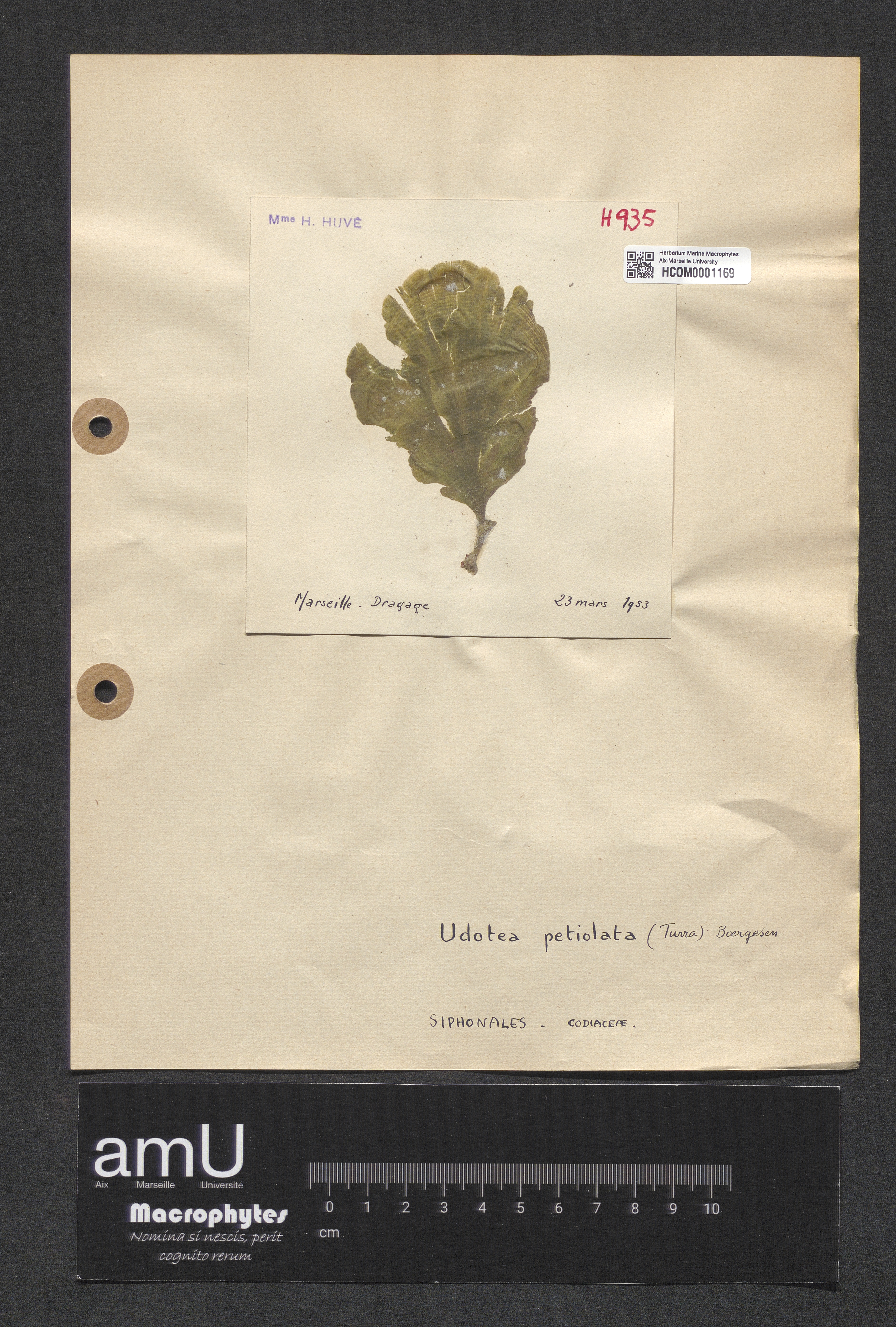 Udotea petiolata specimen