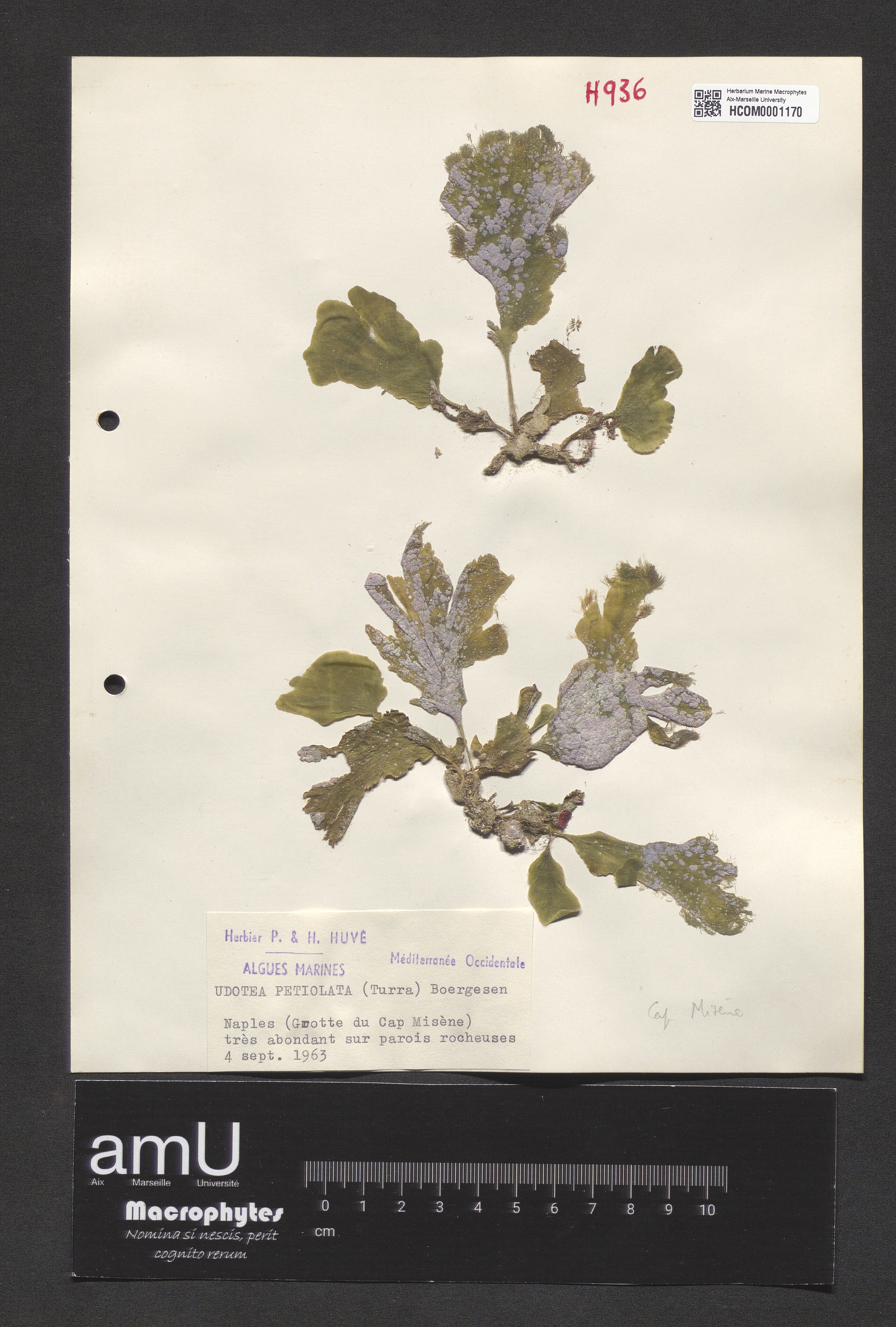 Udotea petiolata specimen