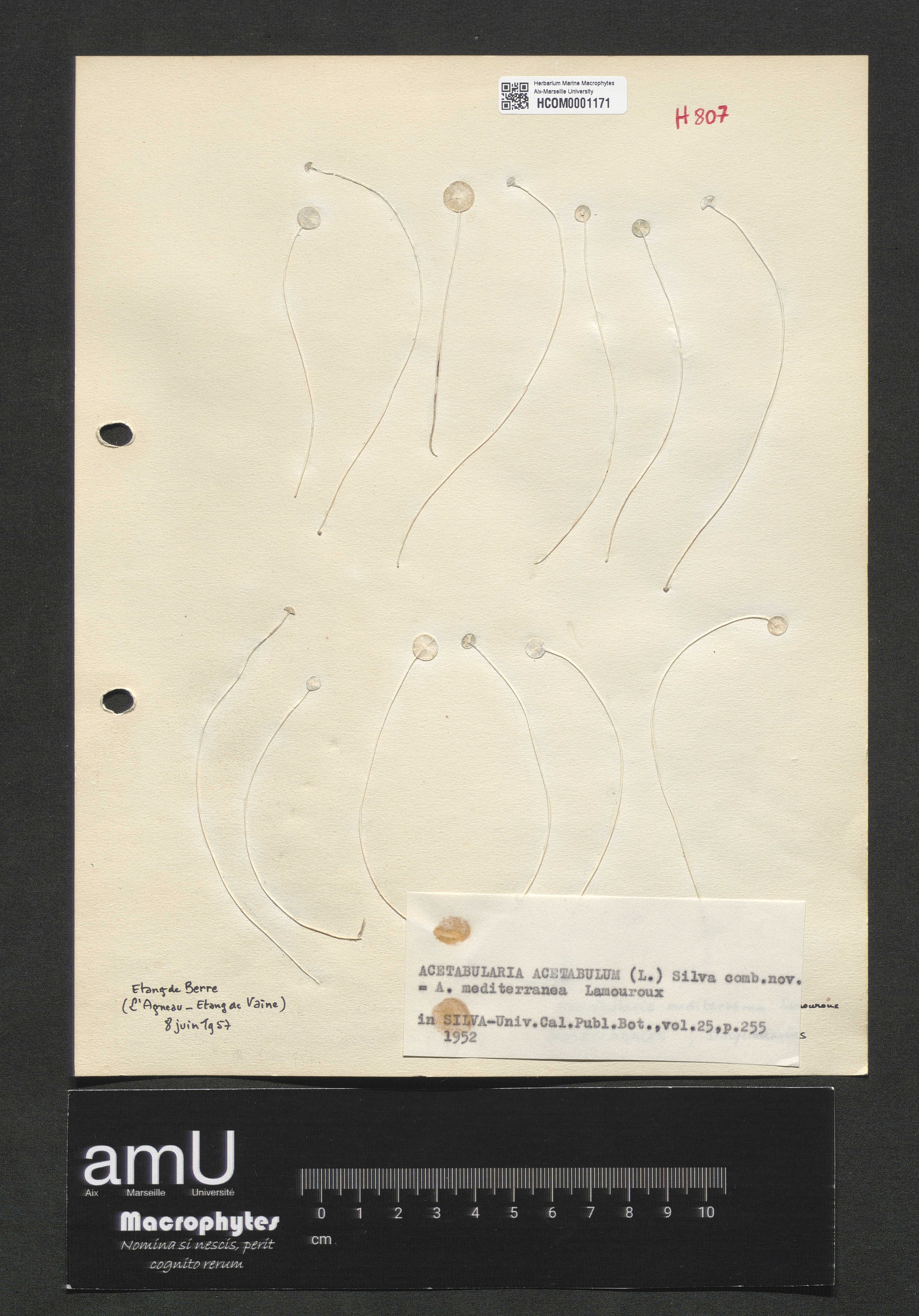 Acetabularia acetabulum specimen